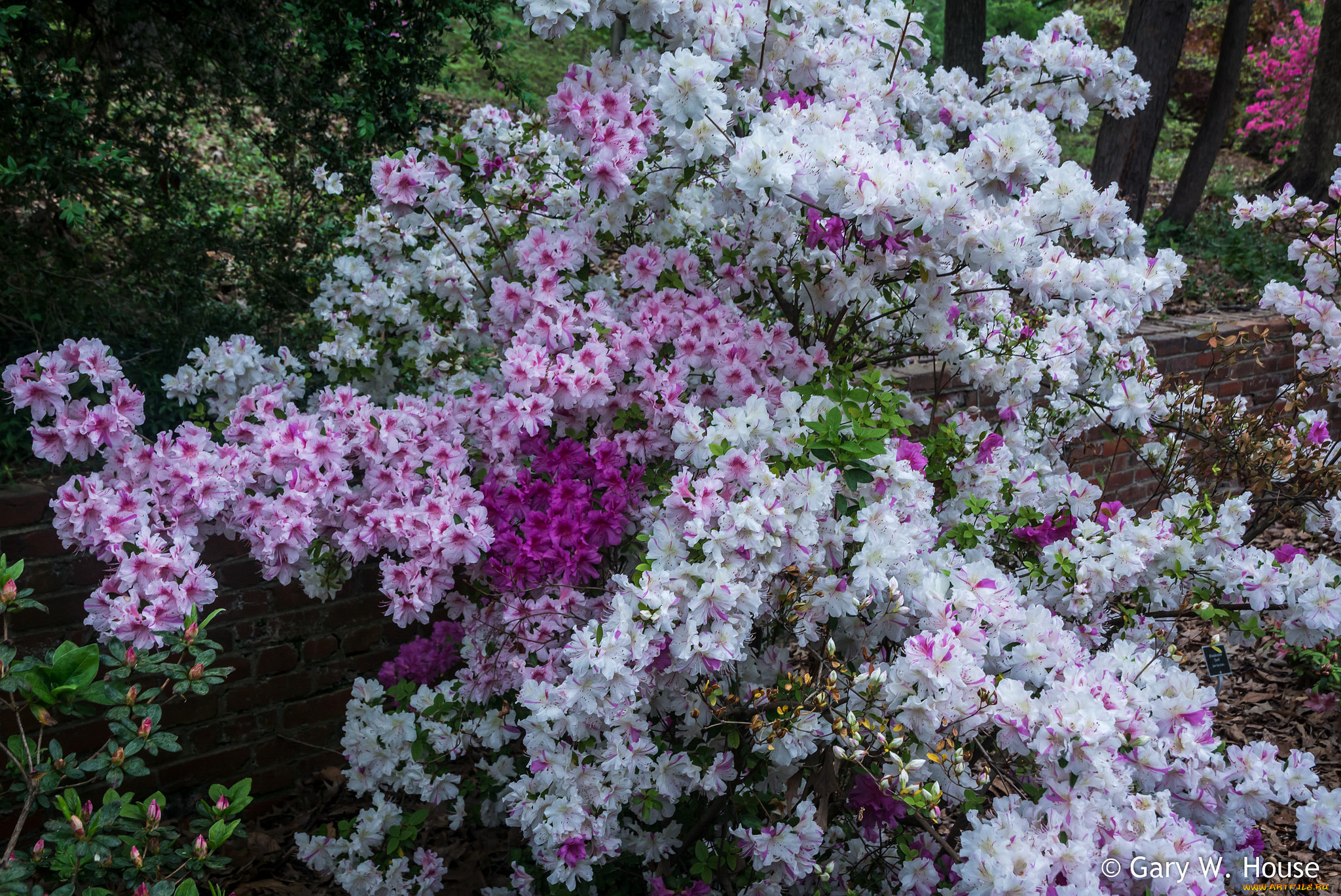 цветы, рододендроны, , азалии, весна