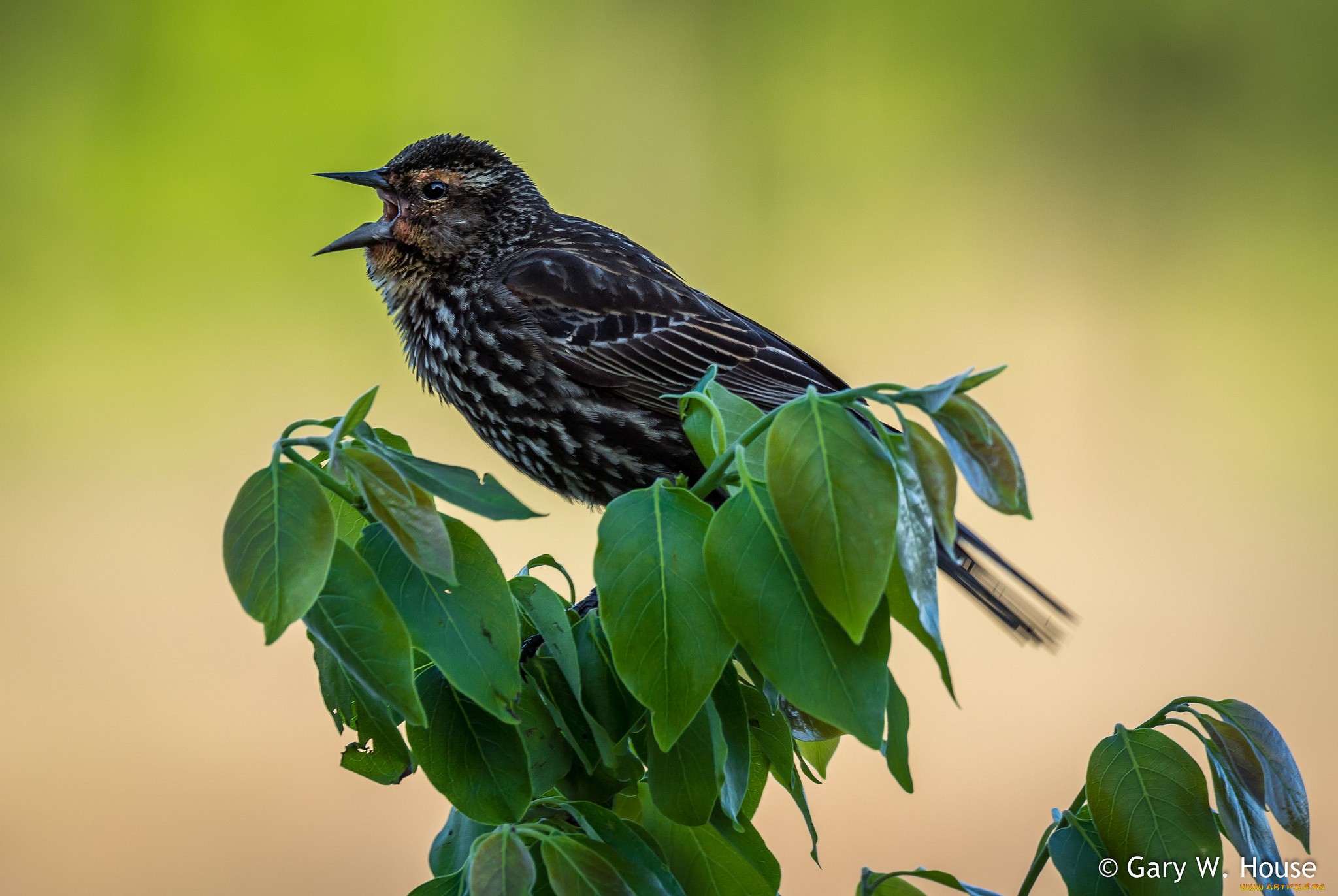 животные, вороны, , грачи, , галки, птица