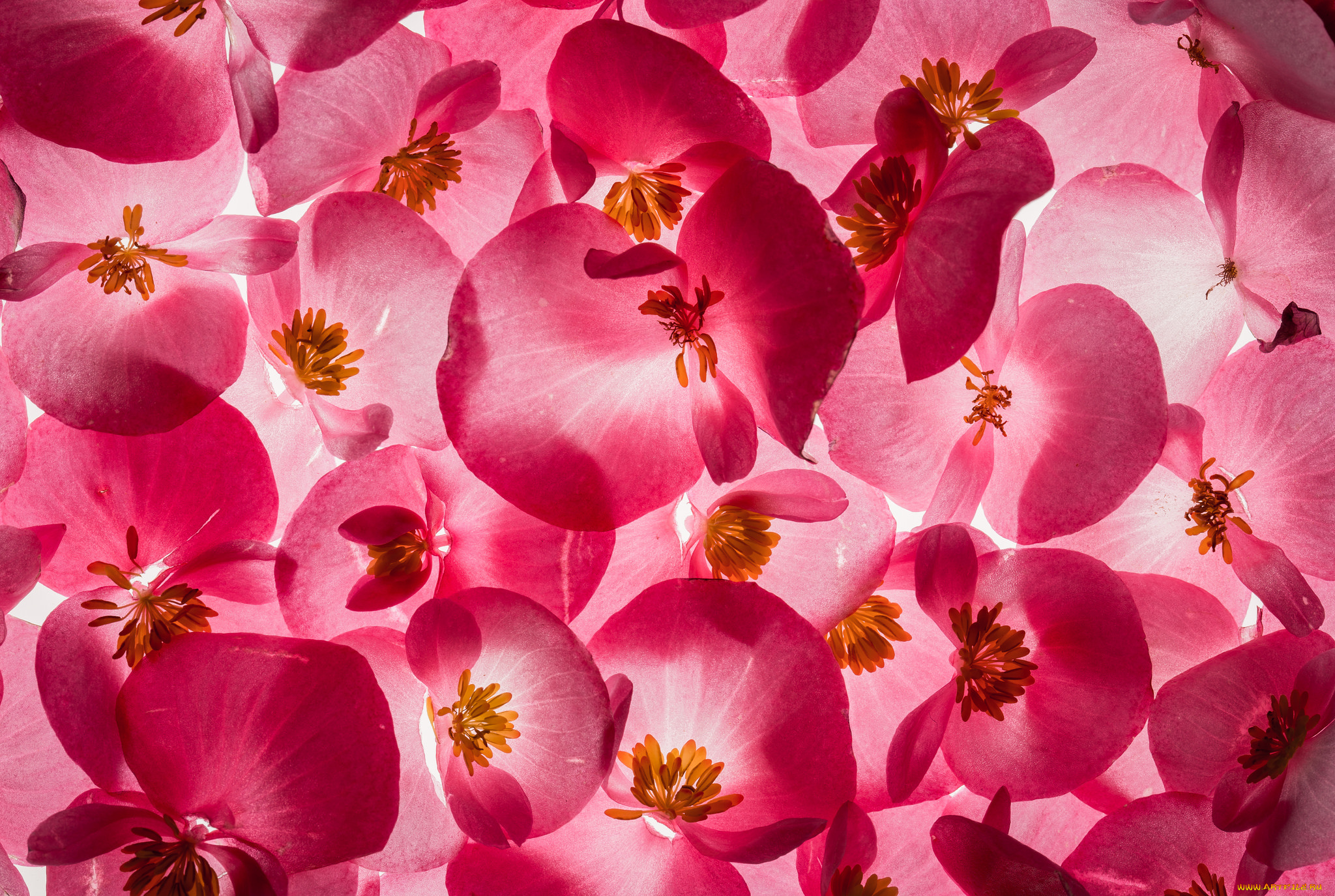 цветы, кизил