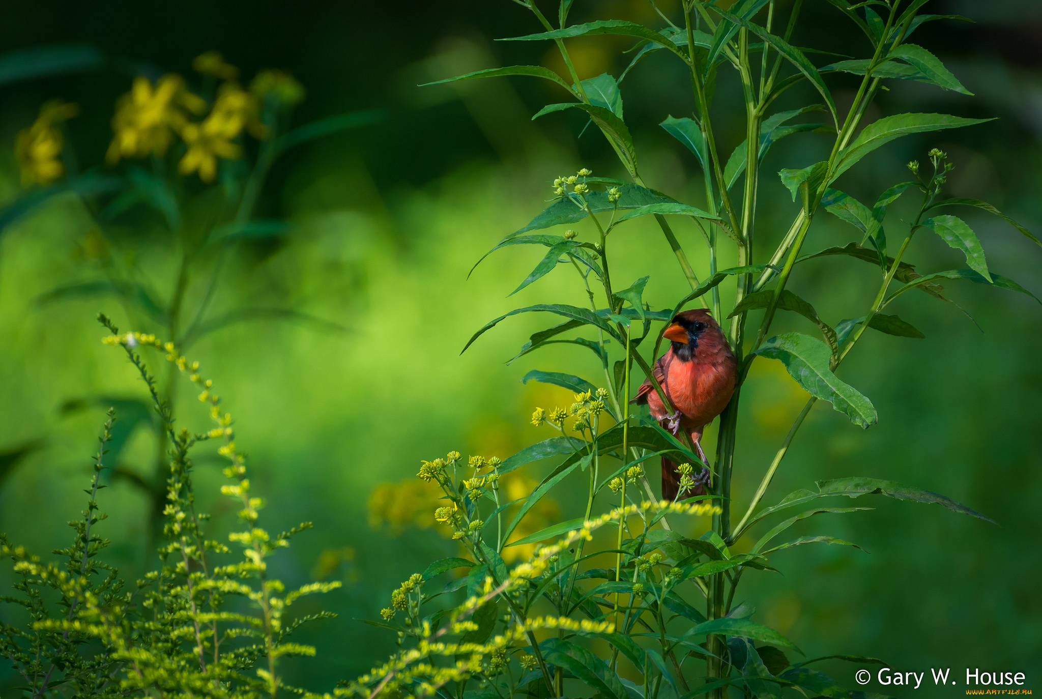 животные, кардиналы, птичка