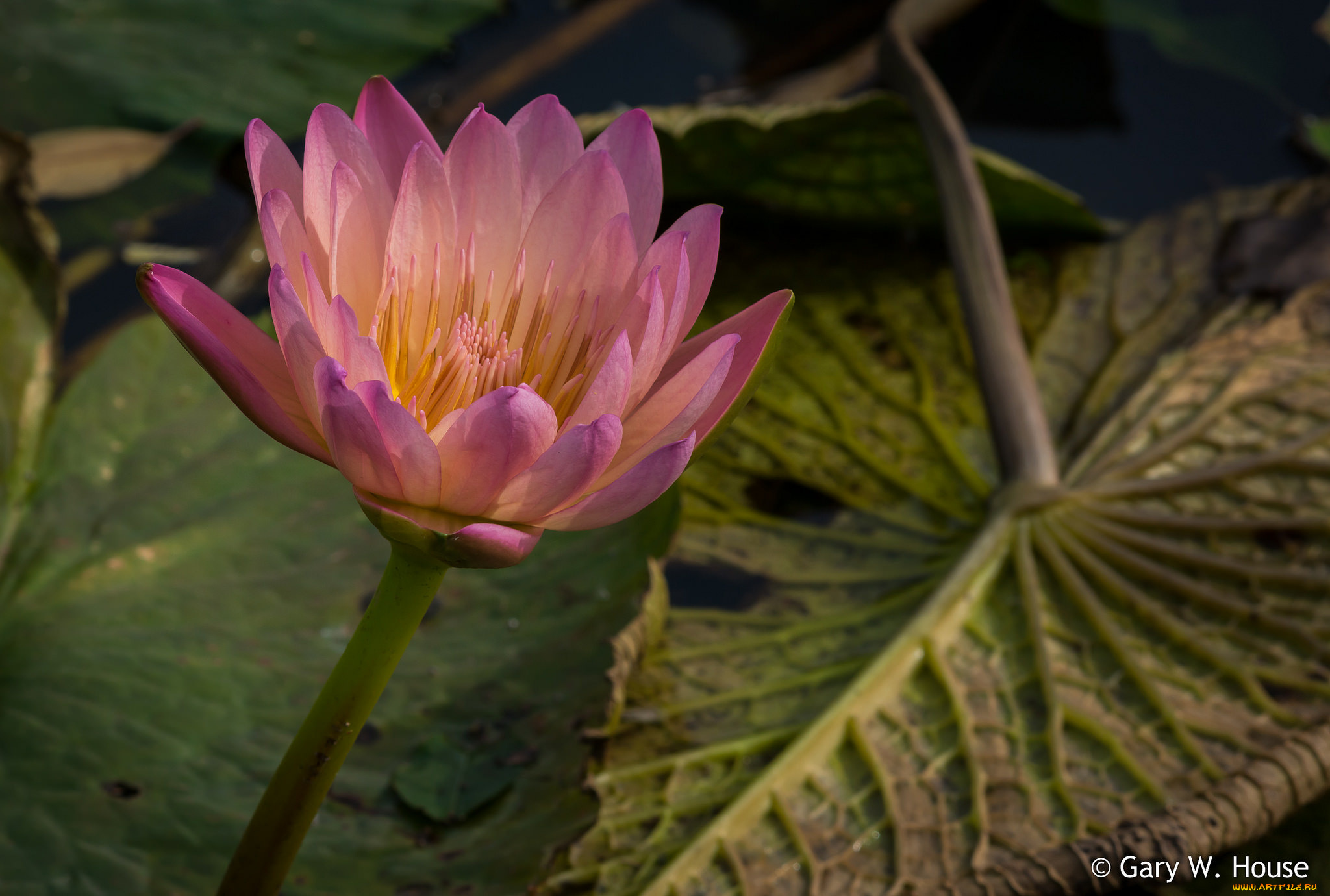 цветы, лилии, водяные, , нимфеи, , кувшинки, цветок