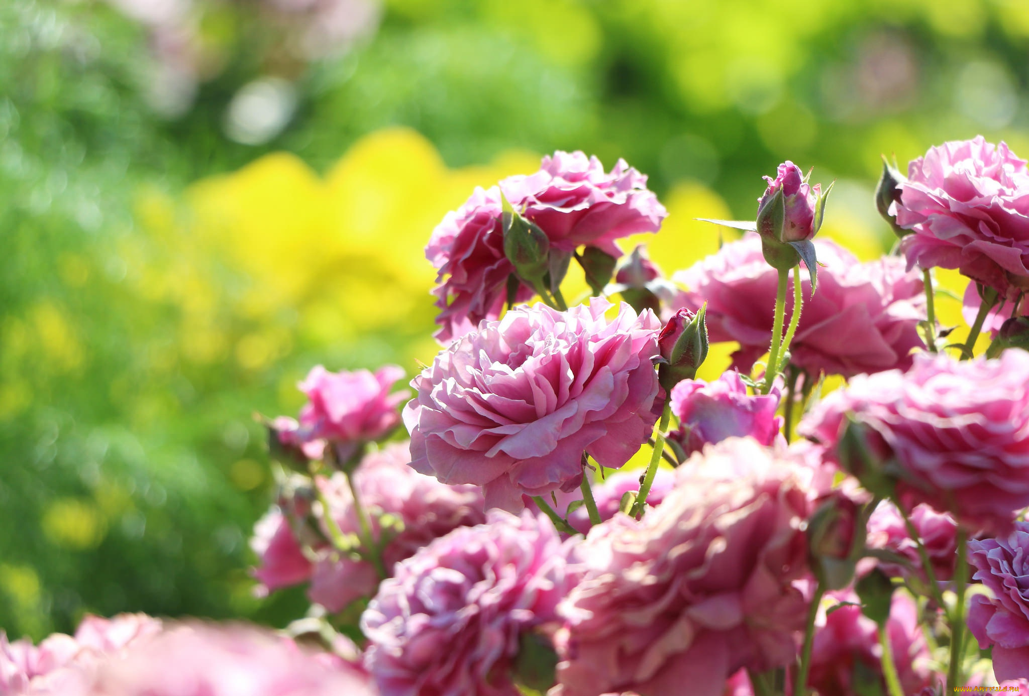 цветы, розы, боке, розовый, куст, бутоны