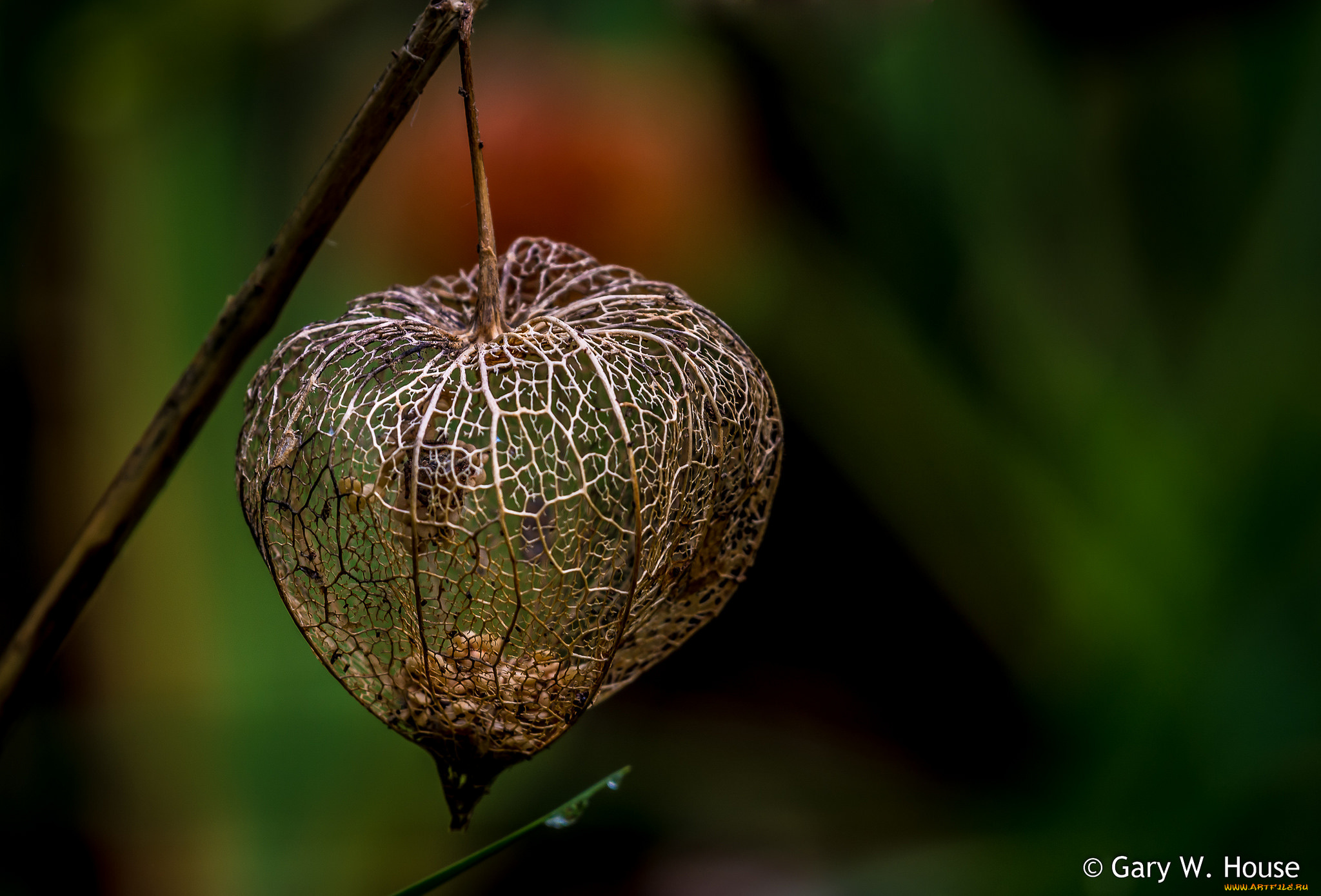 природа, макро