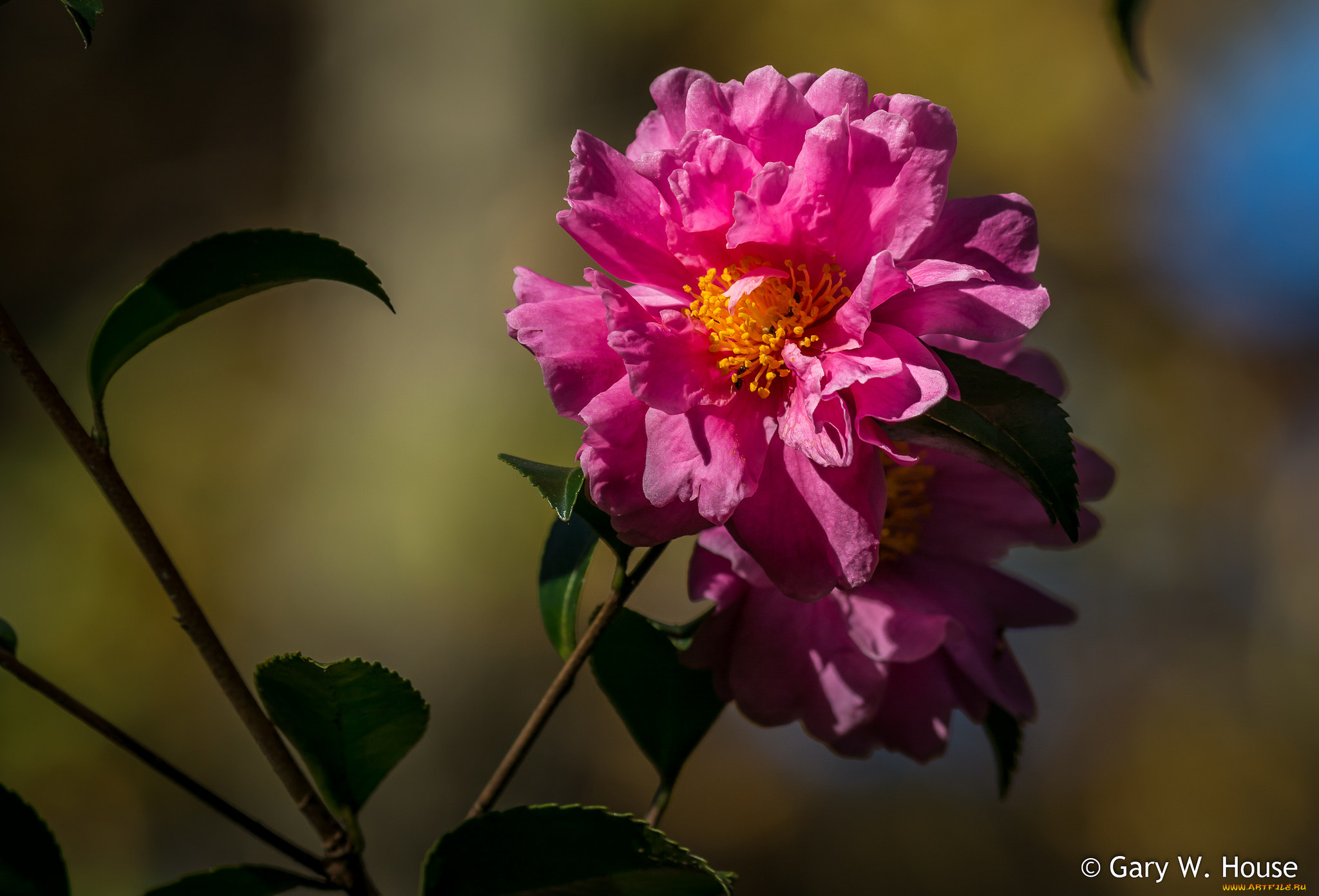 цветы, камелии, камелия