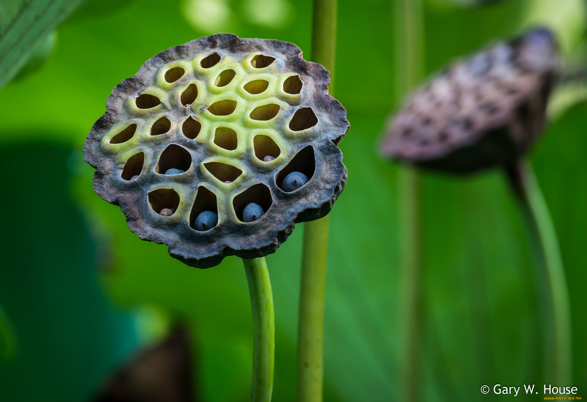 природа, макро, семена