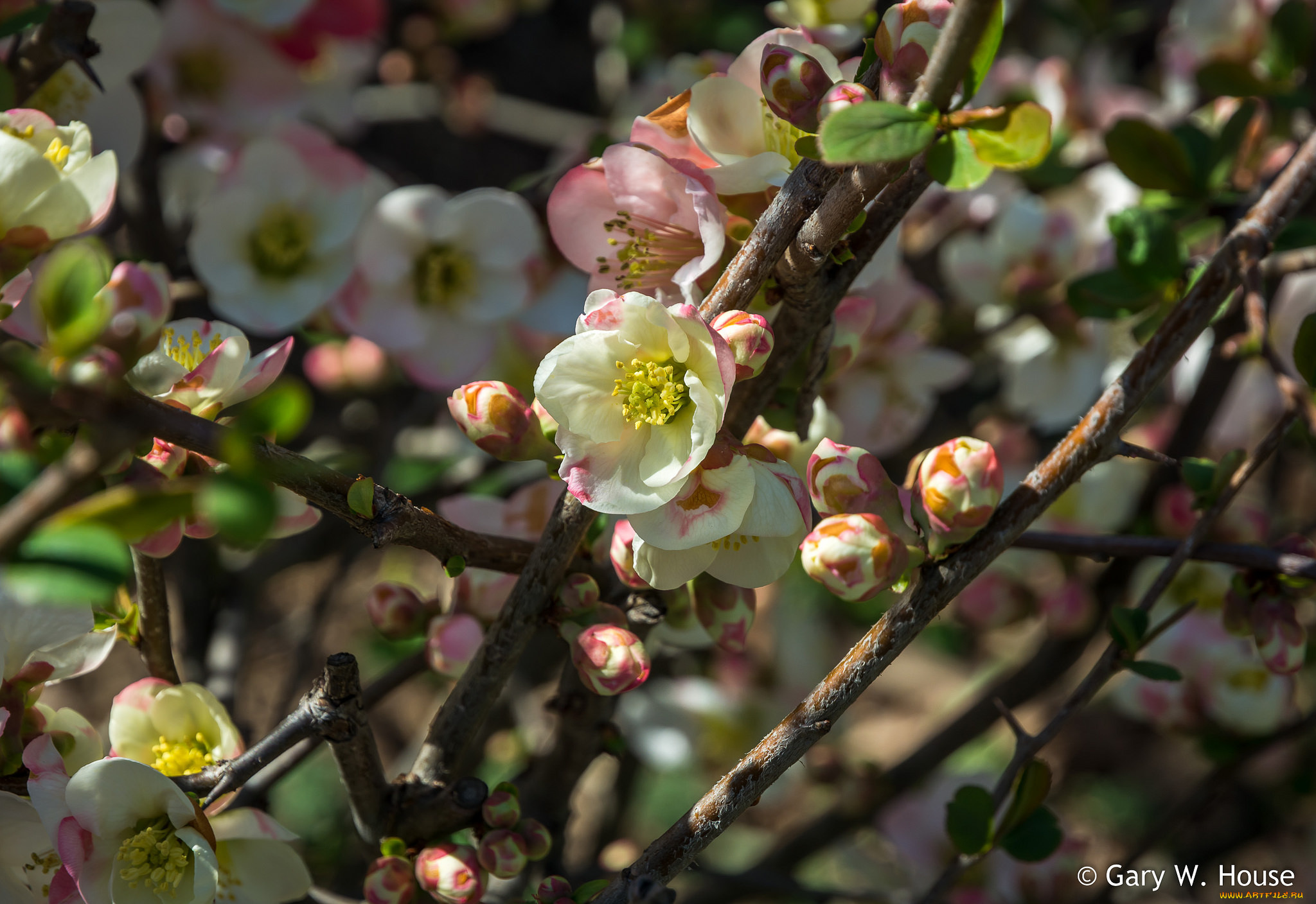 цветы, айва, китайская