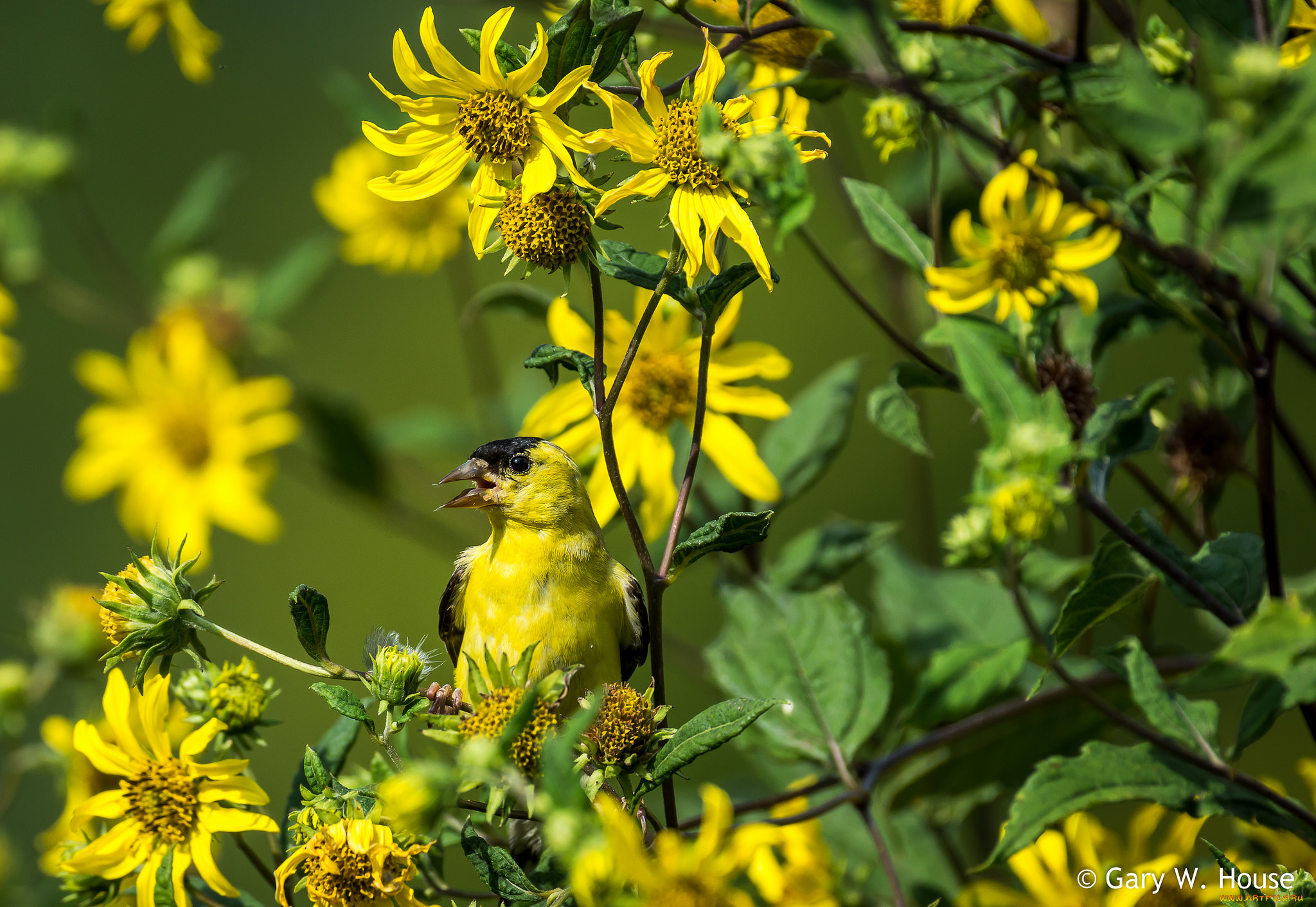животные, птицы, птичка