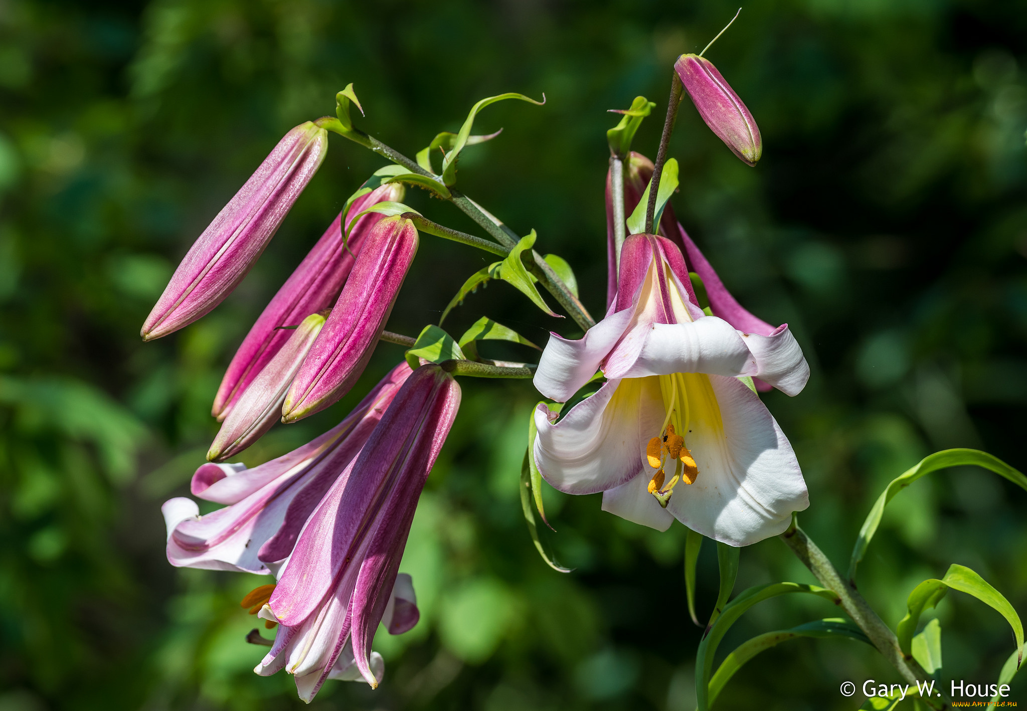 цветы, лилии, , лилейники