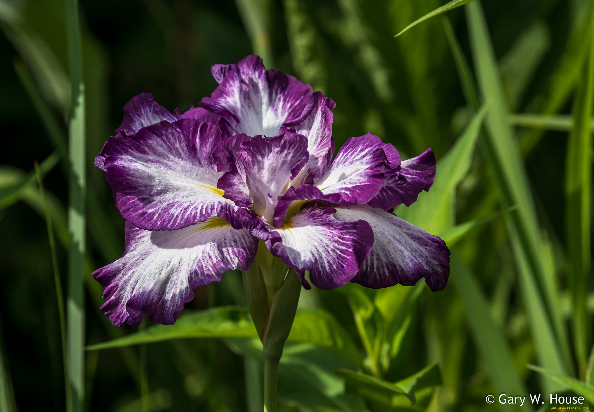 цветы, ирисы, ирис