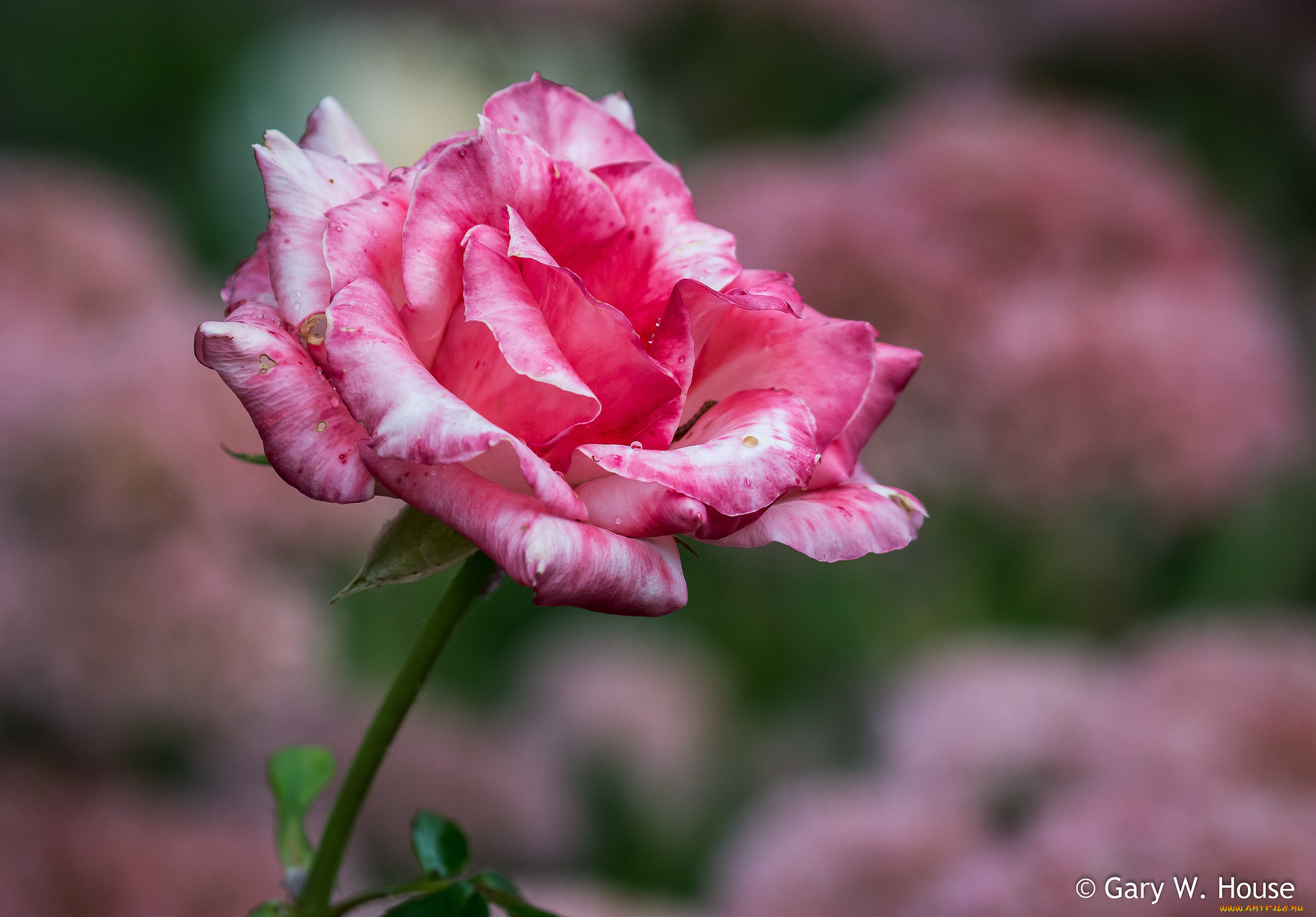 цветы, розы, роза