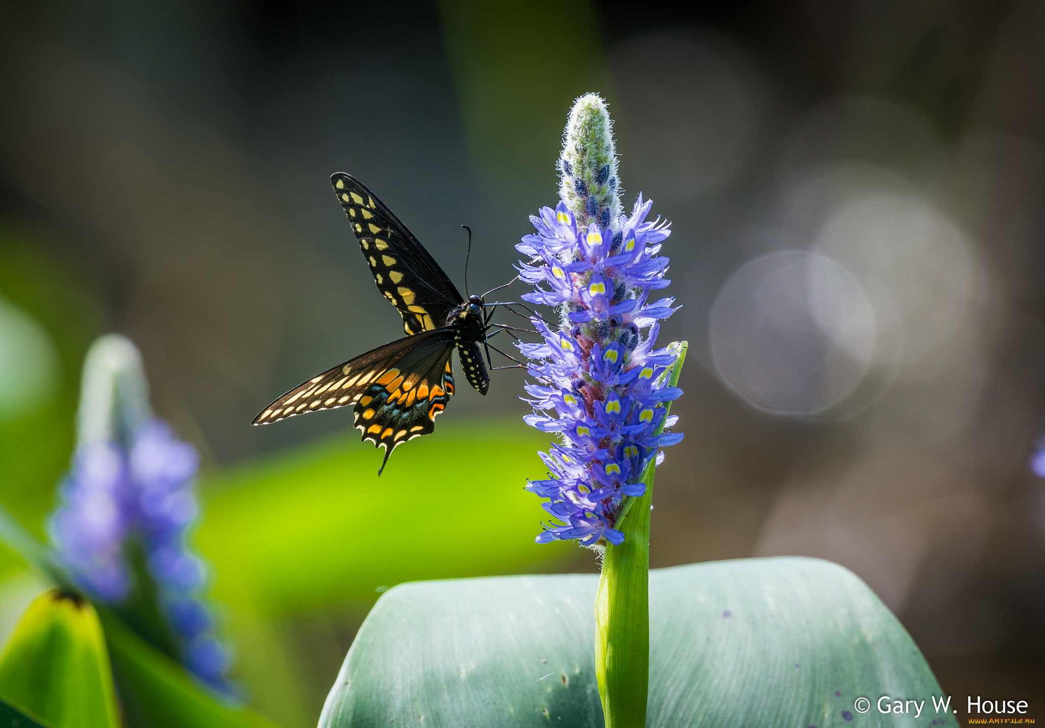 животные, бабочки, , мотыльки, , моли, бабочка