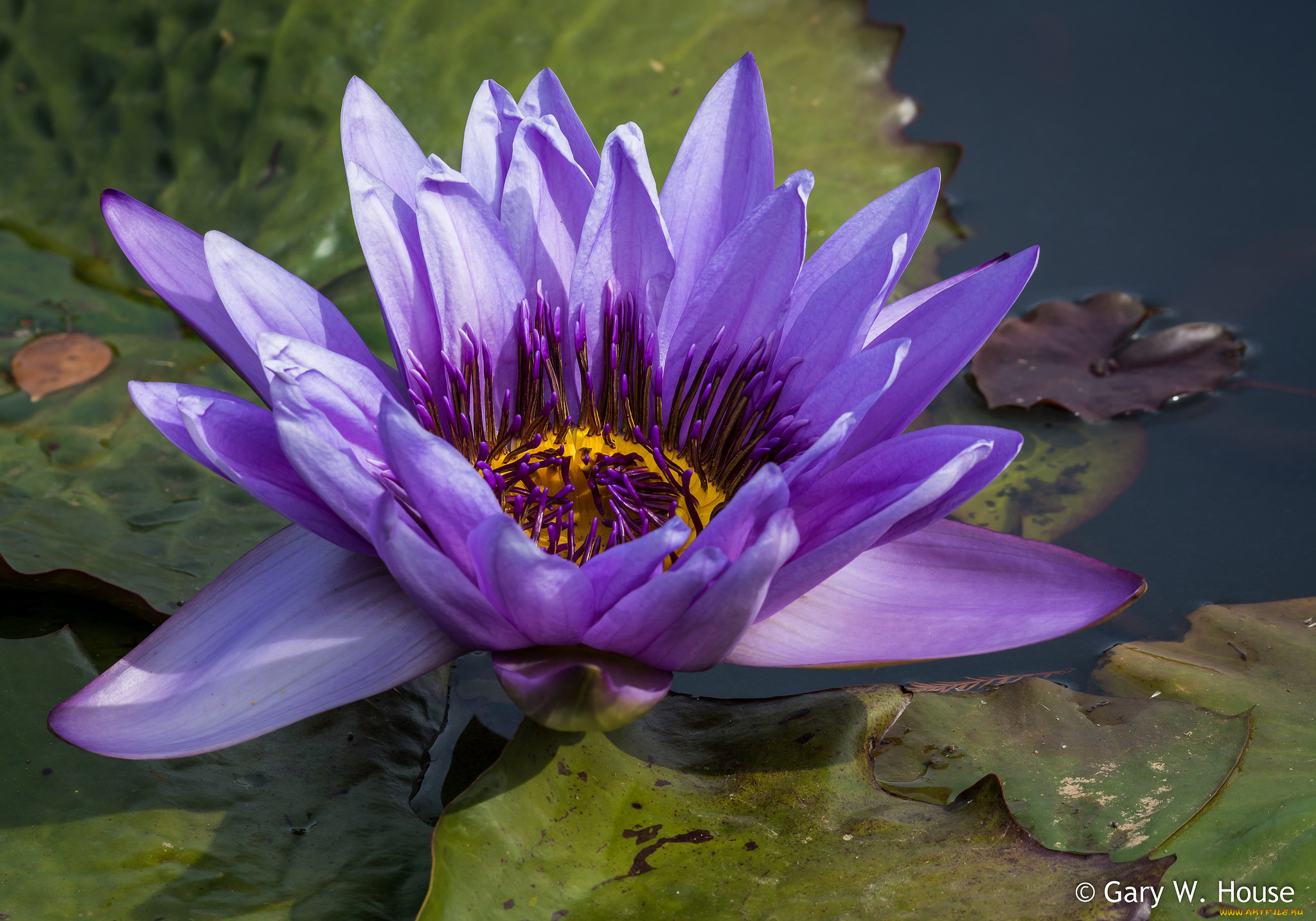 цветы, лилии, водяные, , нимфеи, , кувшинки, лилия