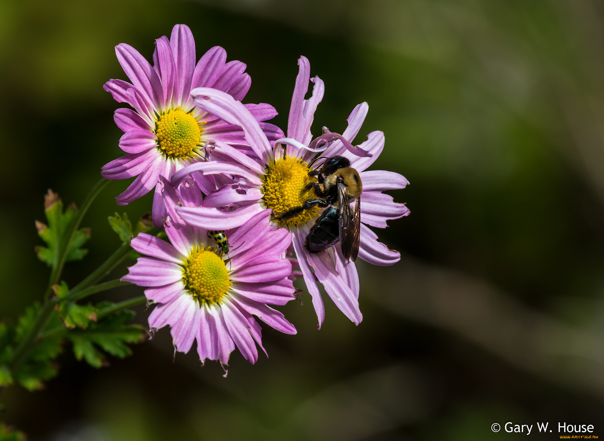 цветы, хризантемы, хризантема