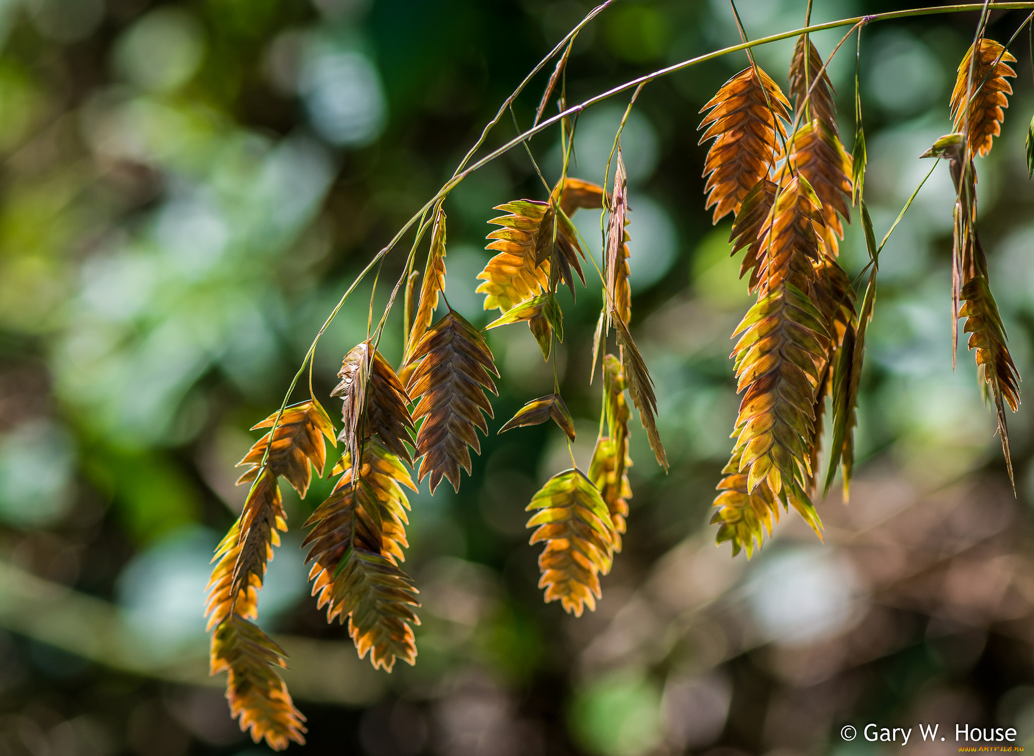 природа, макро, семена