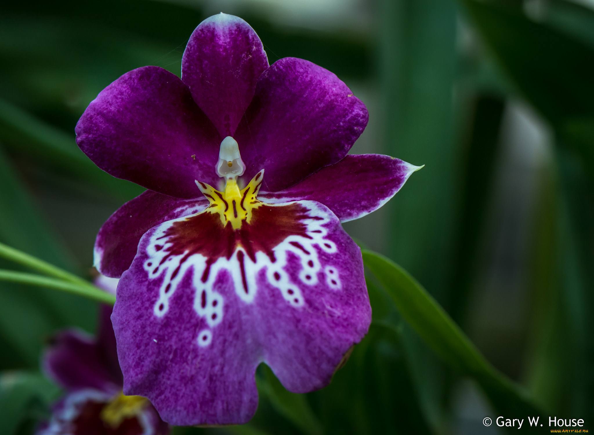 цветы, орхидеи, орхидея