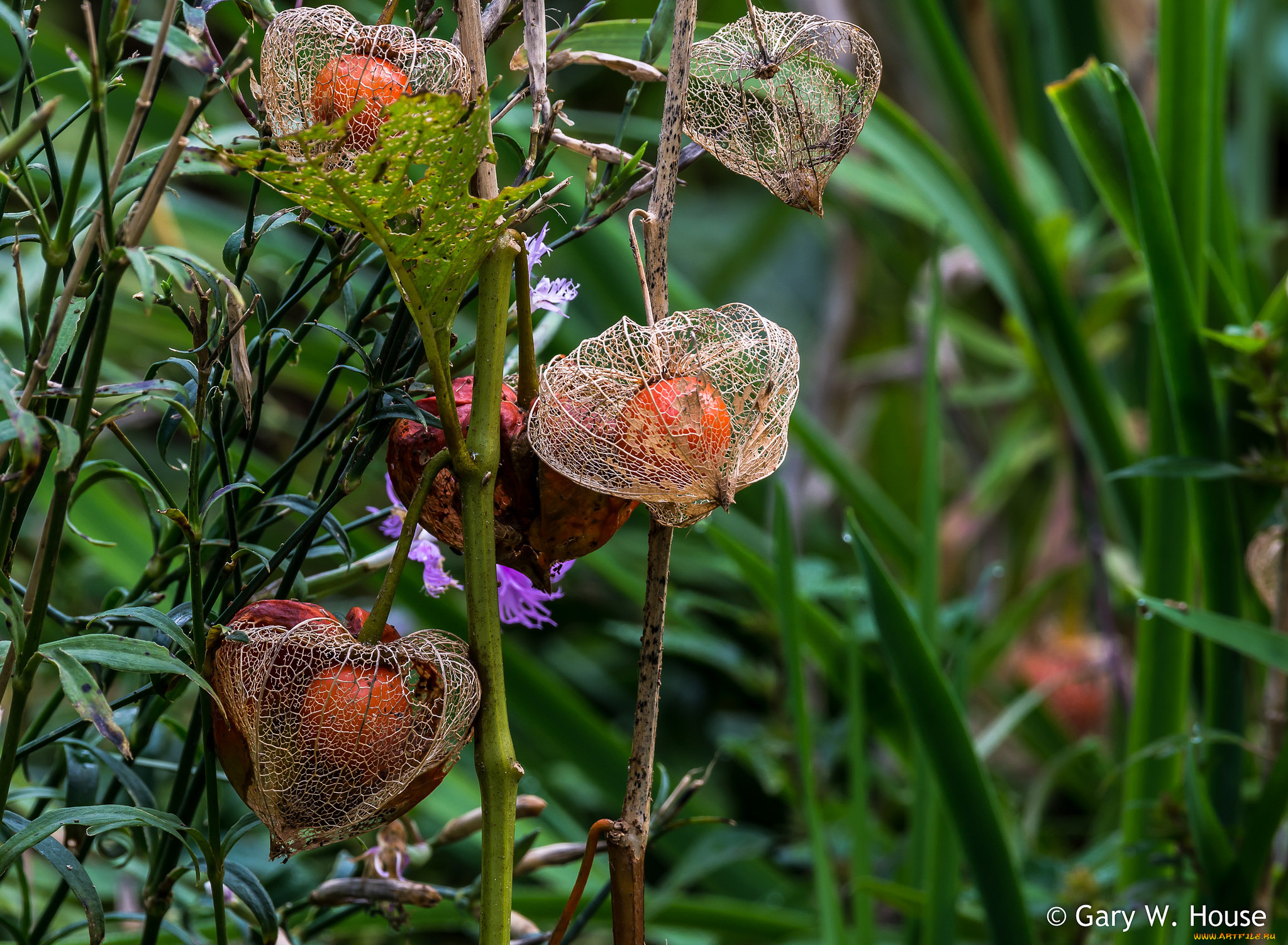 природа, Ягоды, ягоды