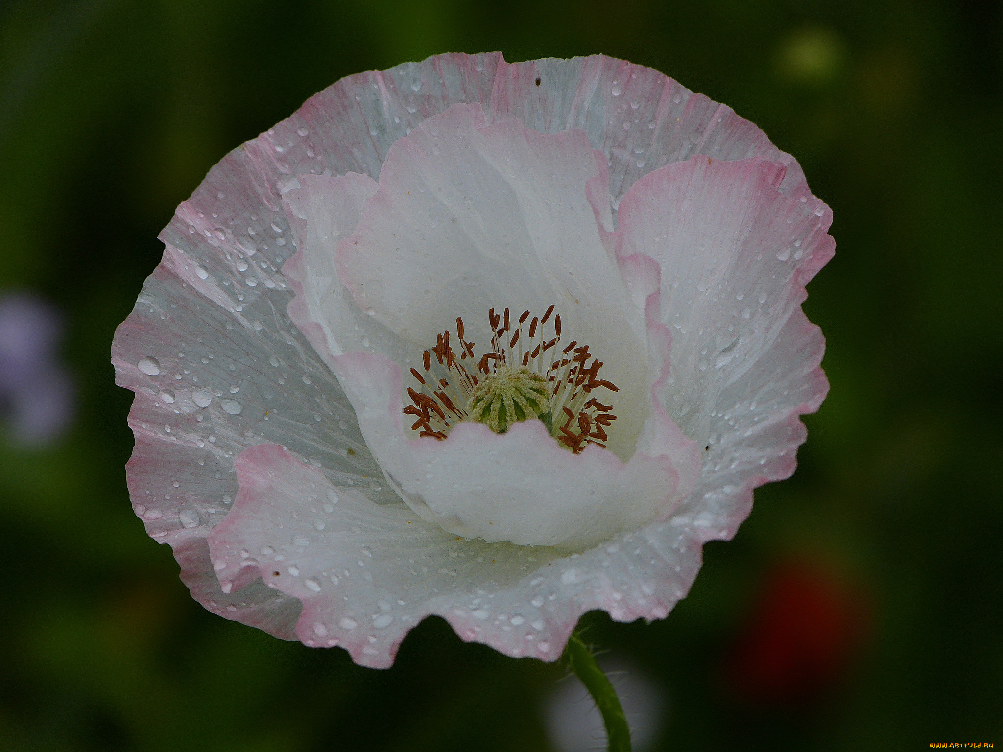 цветы, маки, мак