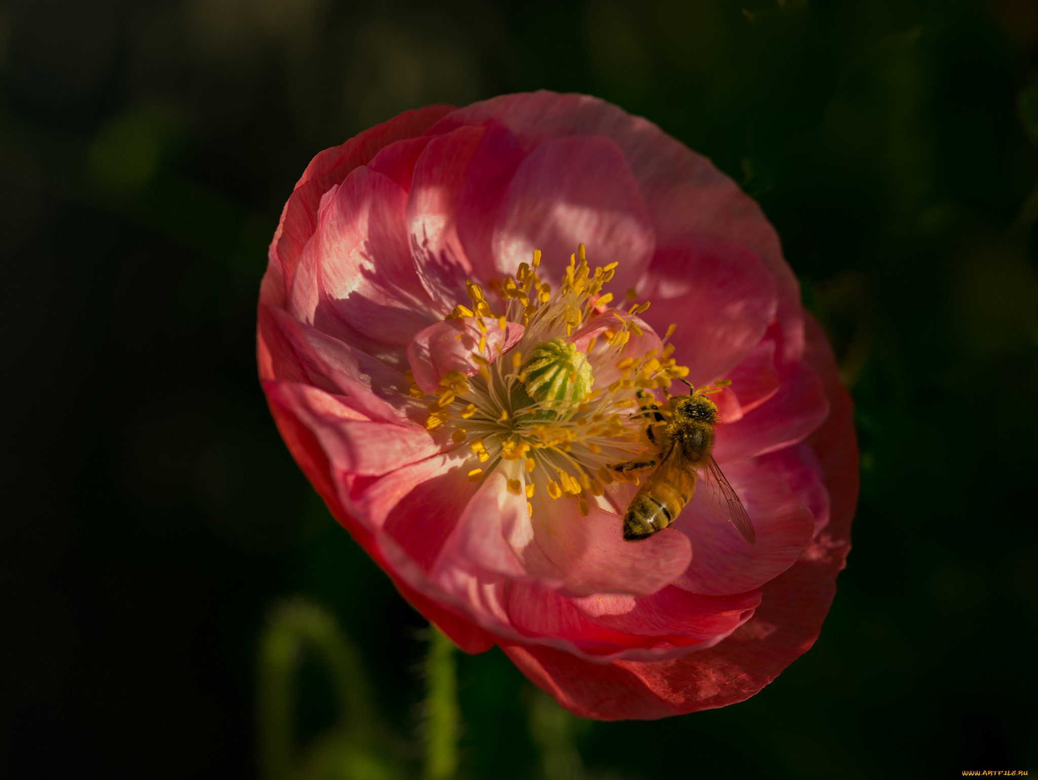 цветы, маки, мак