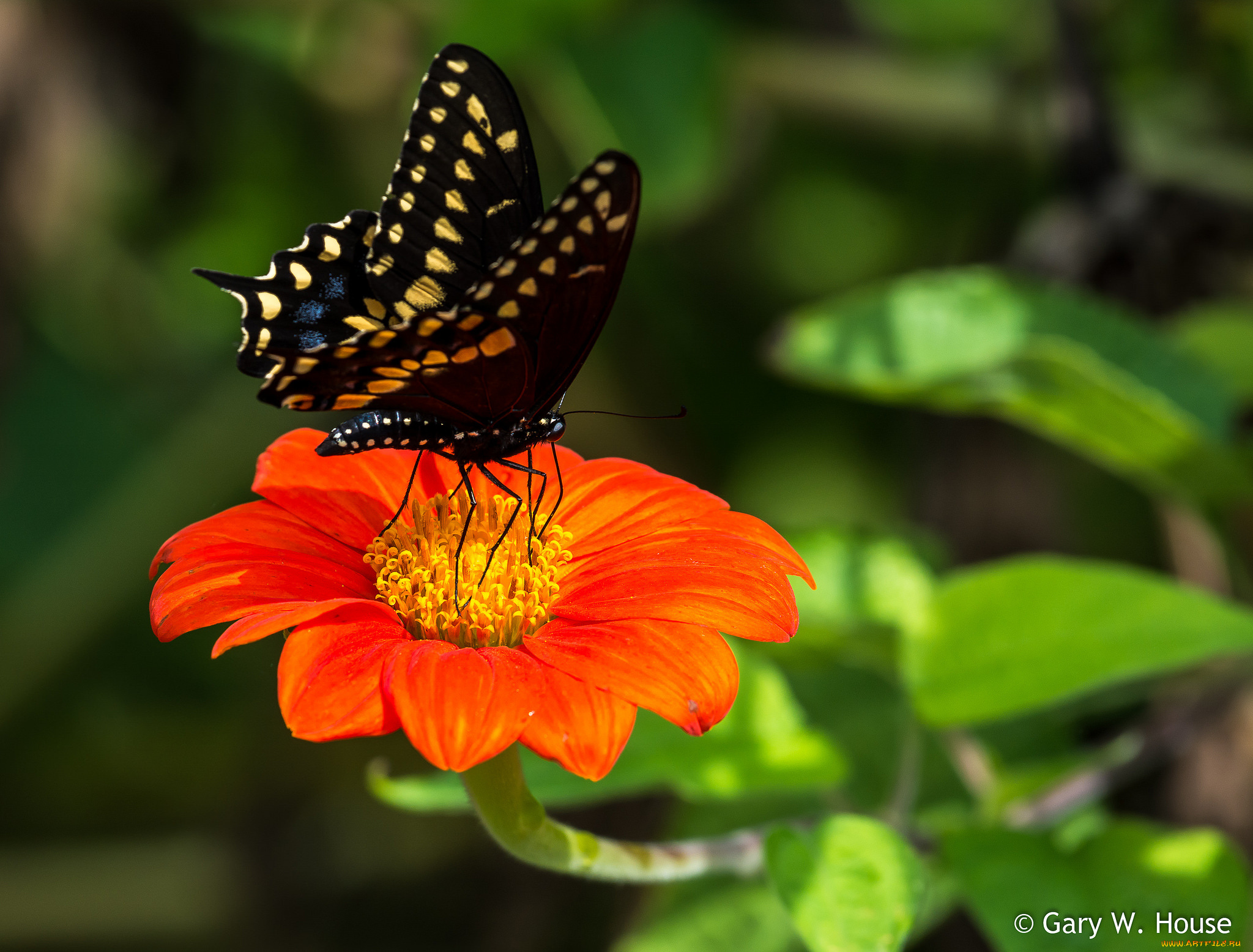 животные, бабочки, , мотыльки, , моли, бабочка