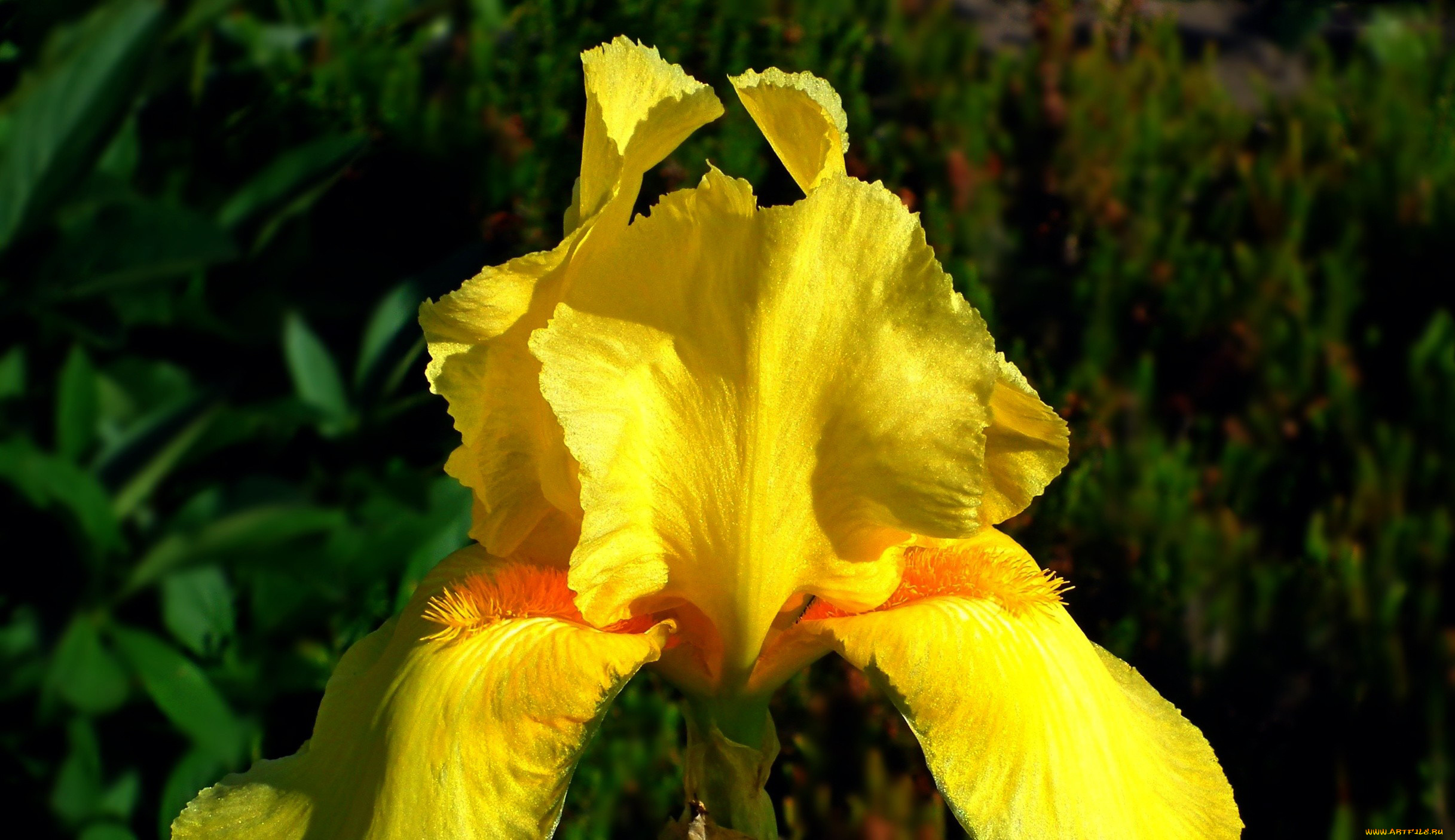 цветы, ирисы, желтый