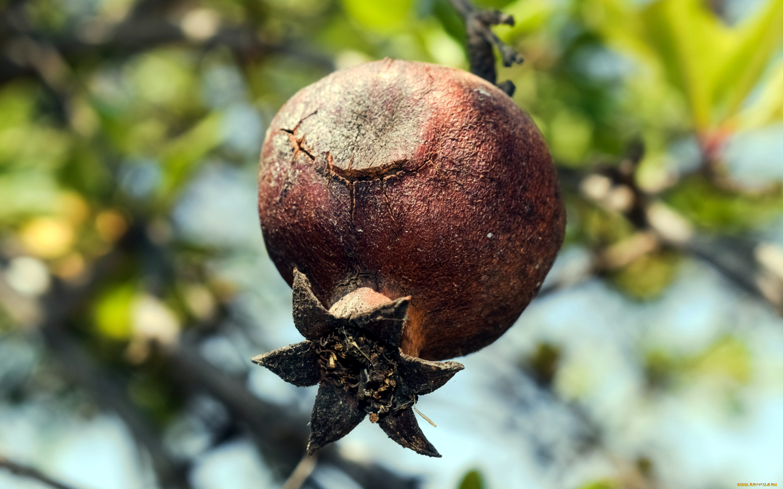 природа, плоды, гранат