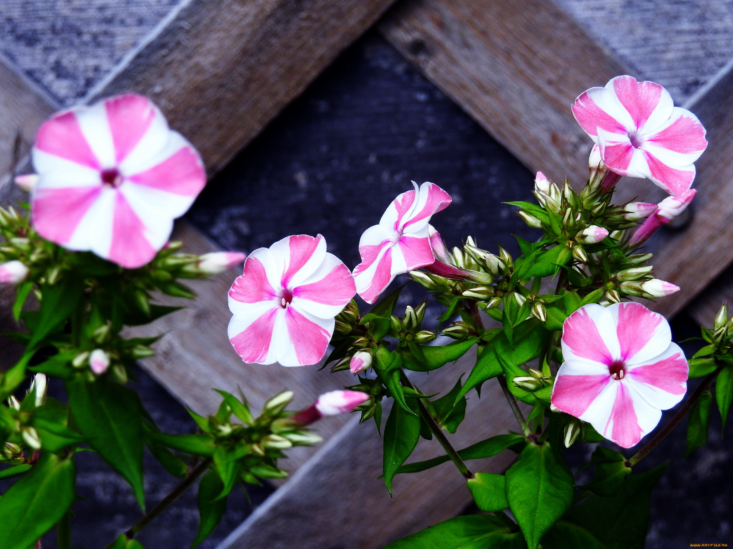 цветы, флоксы, двухцветный