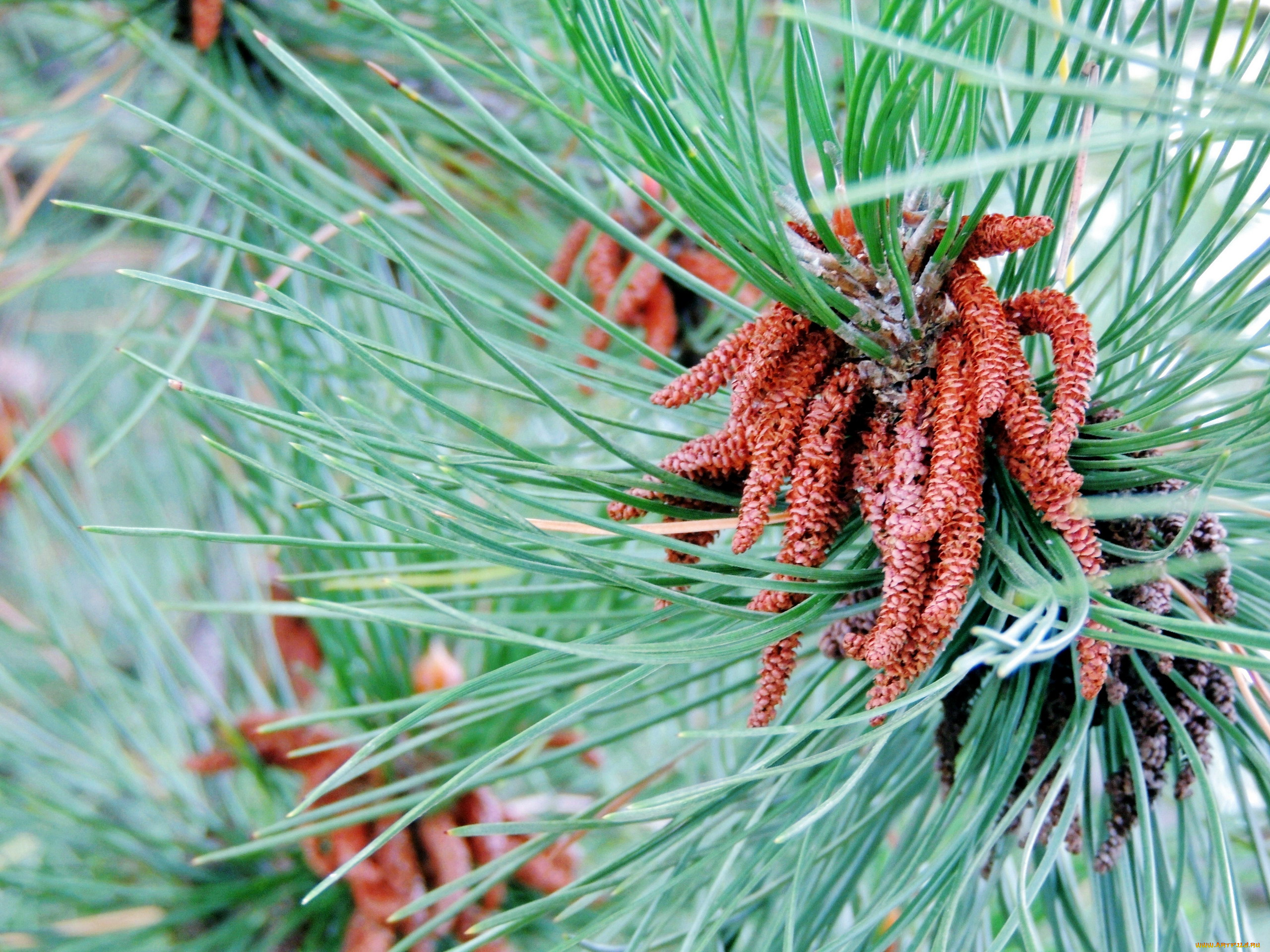 природа, шишки, , жёлуди, , каштаны, ветки, иглы