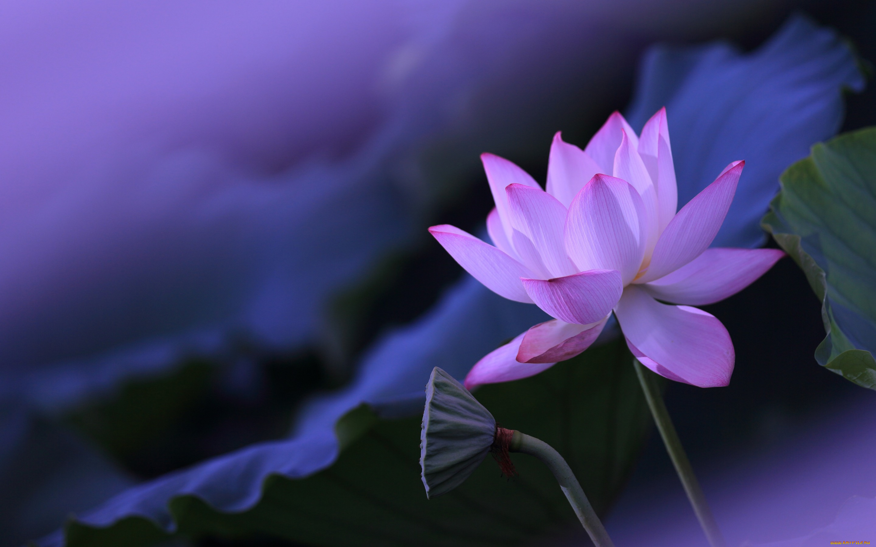 цветы, лотосы, фон, лепестки, листья, цветок, розовый, размытый, лотос, стебель, коробочка, сиреневый, бутон, композиция