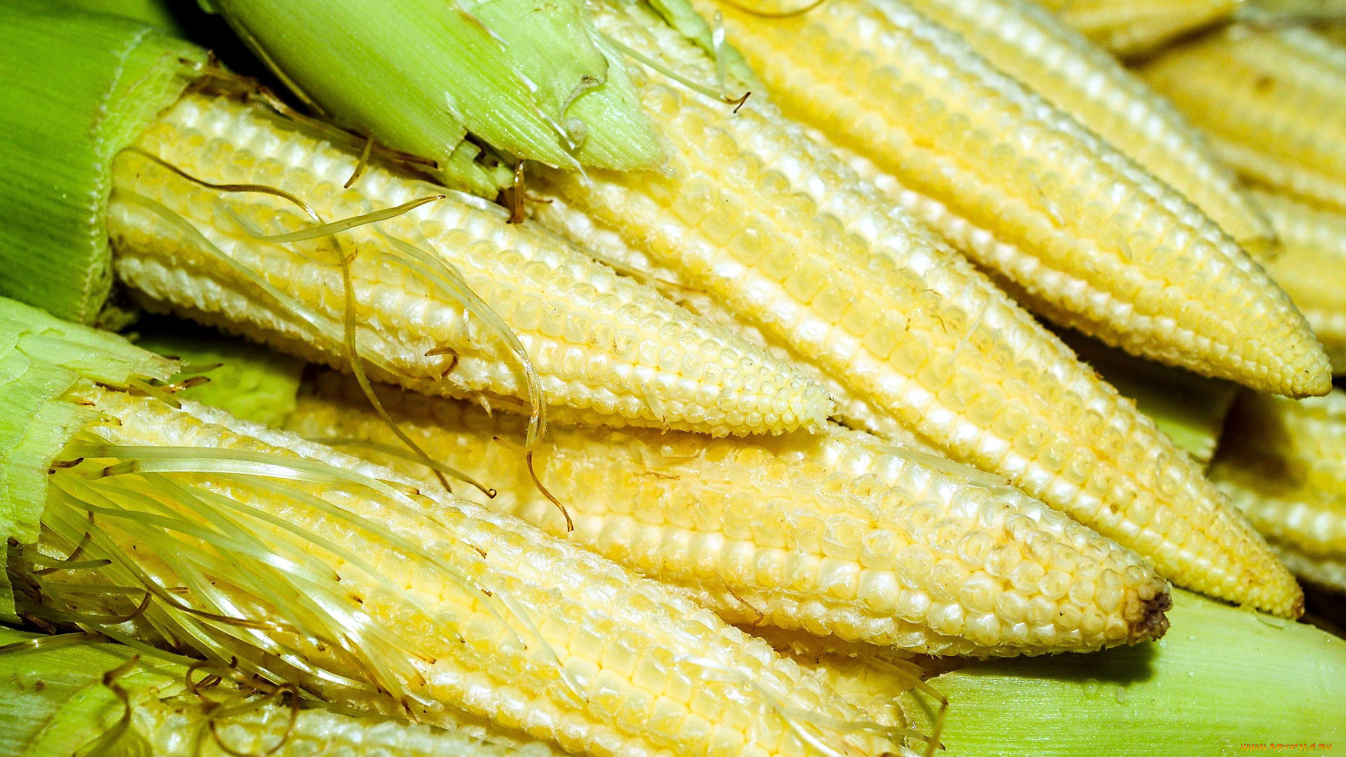 еда, кукуруза, початки