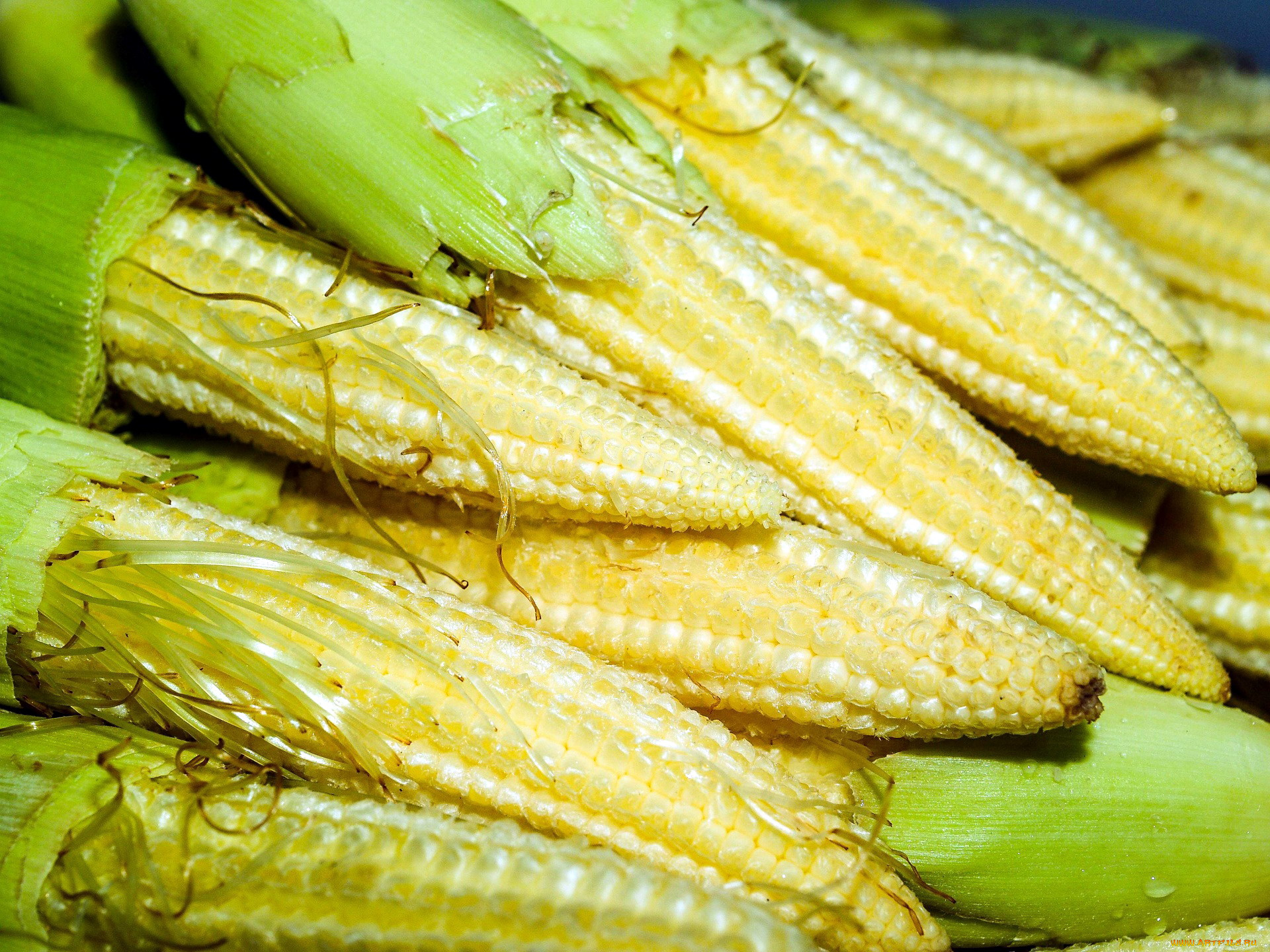 еда, кукуруза, початки