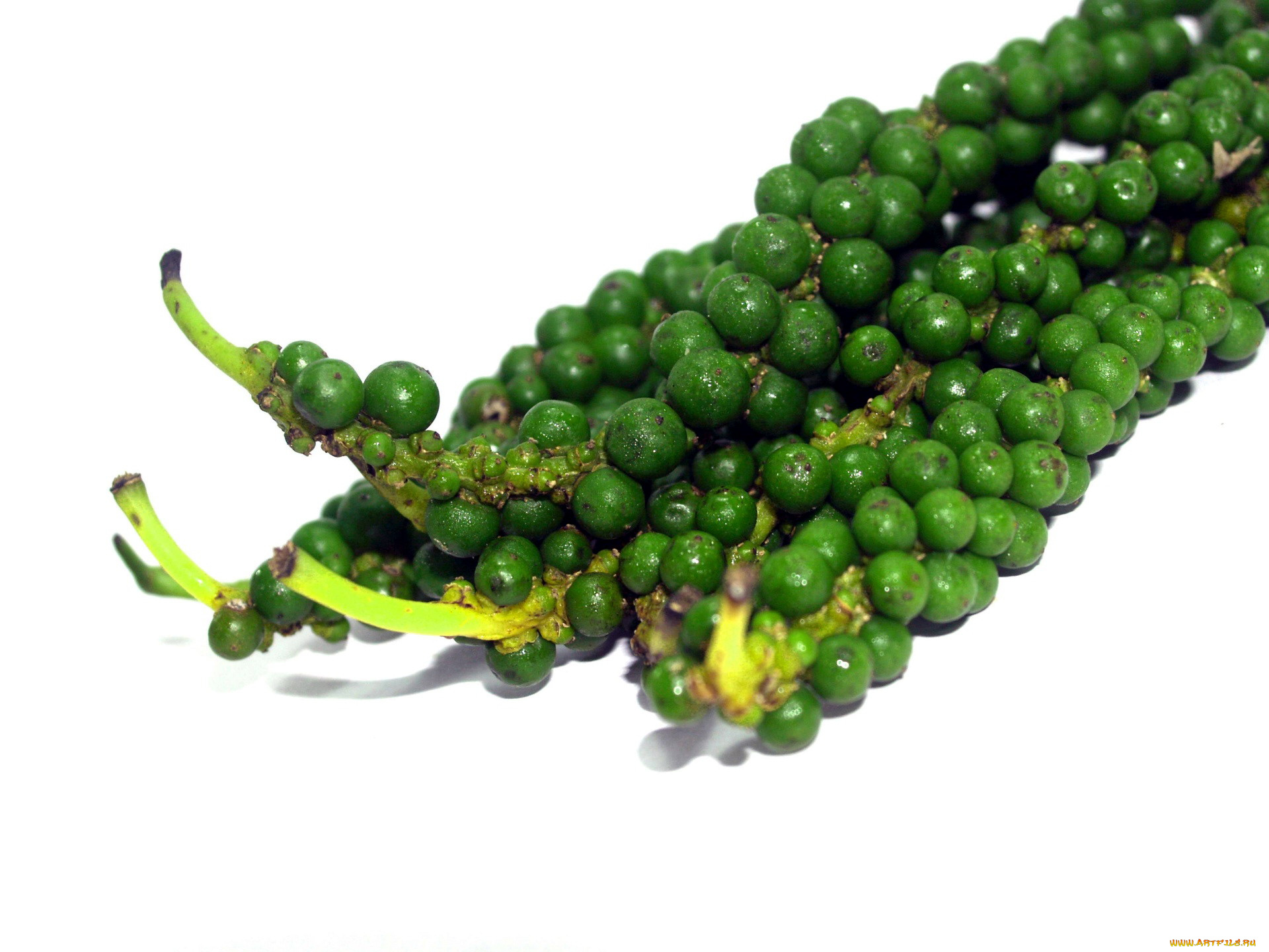 еда, перец, зеленый