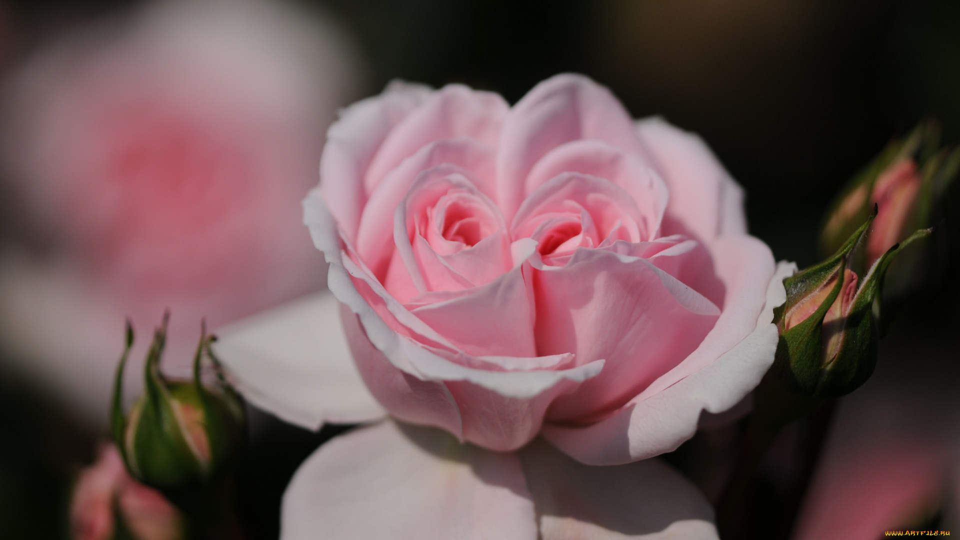 цветы, розы, розовая, роза, дуэт