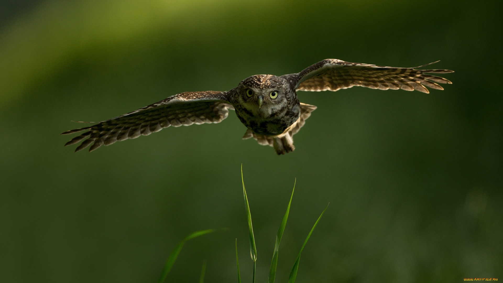 красота, животные, совы, трава, взгляд, полет, сова, птица, сыч, размах, крыльев