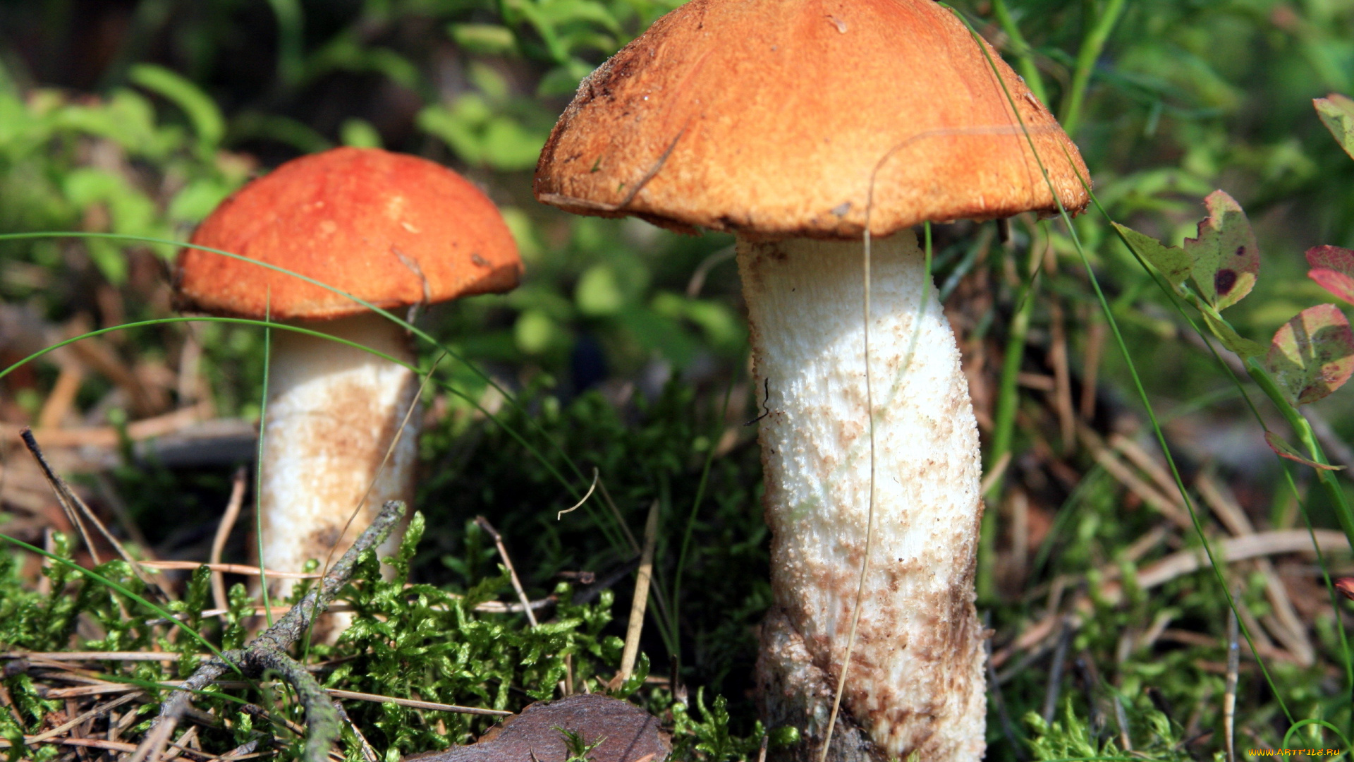 природа, грибы, грибная, семейка, дуэт, подосиновики