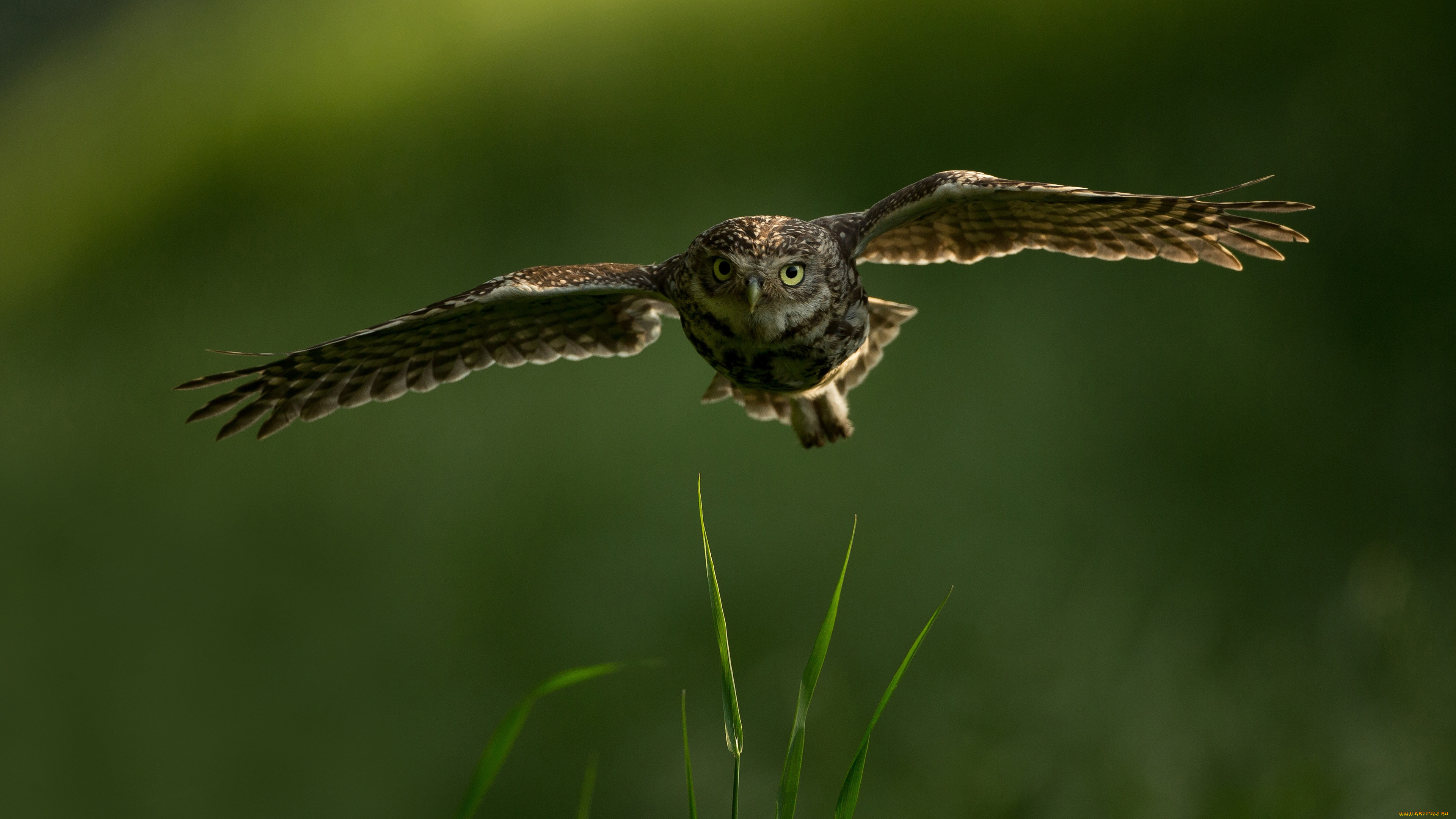 красота, животные, совы, трава, взгляд, полет, сова, птица, сыч, размах, крыльев