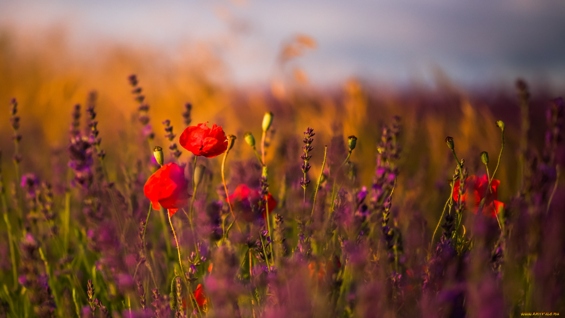 цветы, луговые, , полевые, , цветы, луг