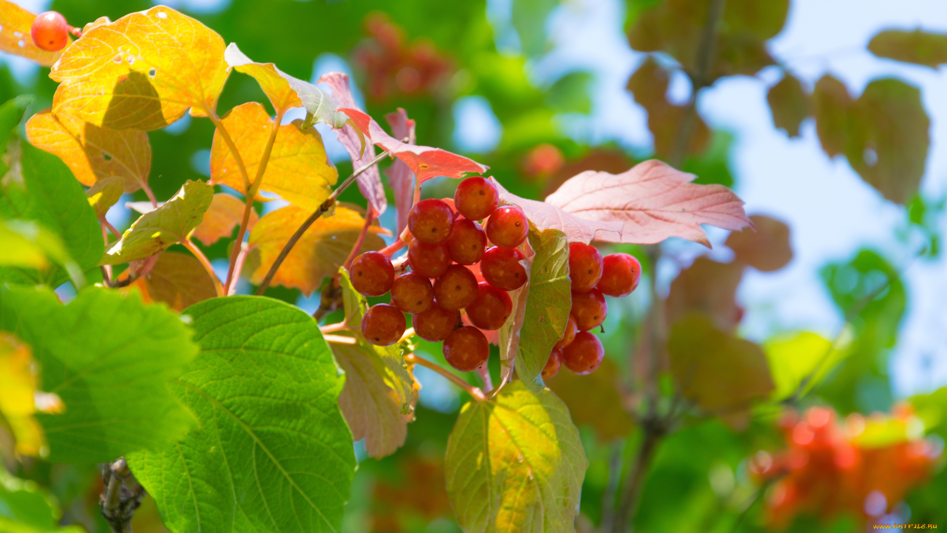природа, ягоды, , калина, калина