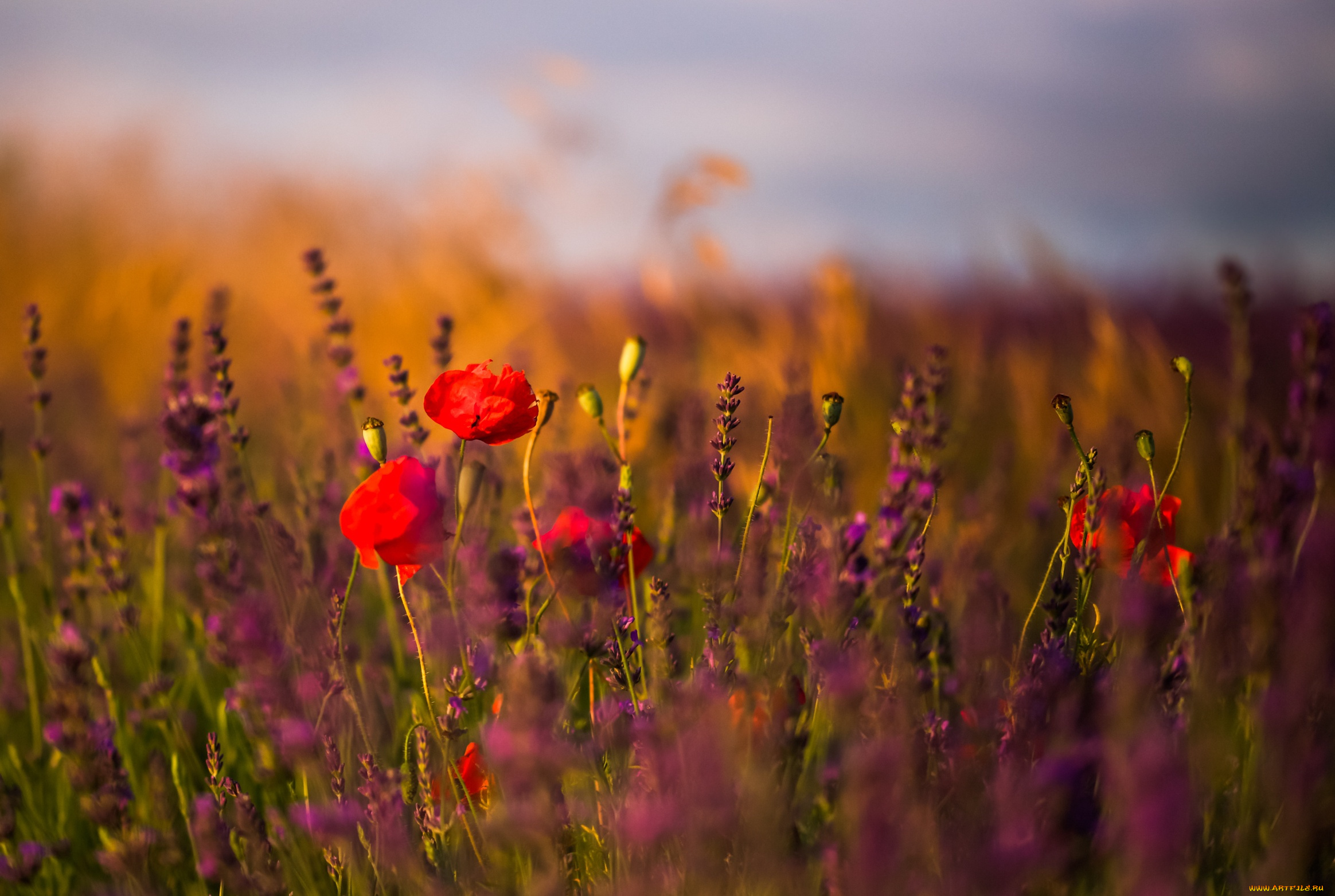 цветы, луговые, , полевые, , цветы, луг