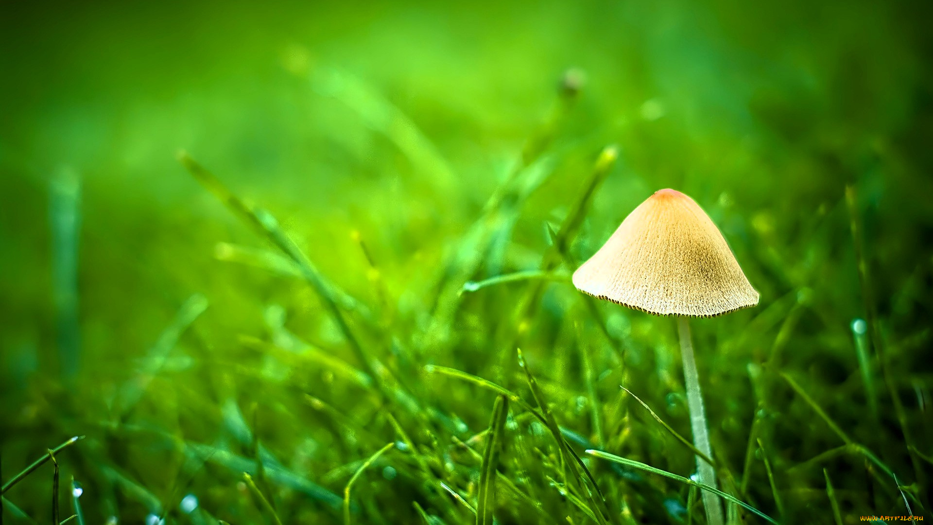 природа, грибы, гриб, трава
