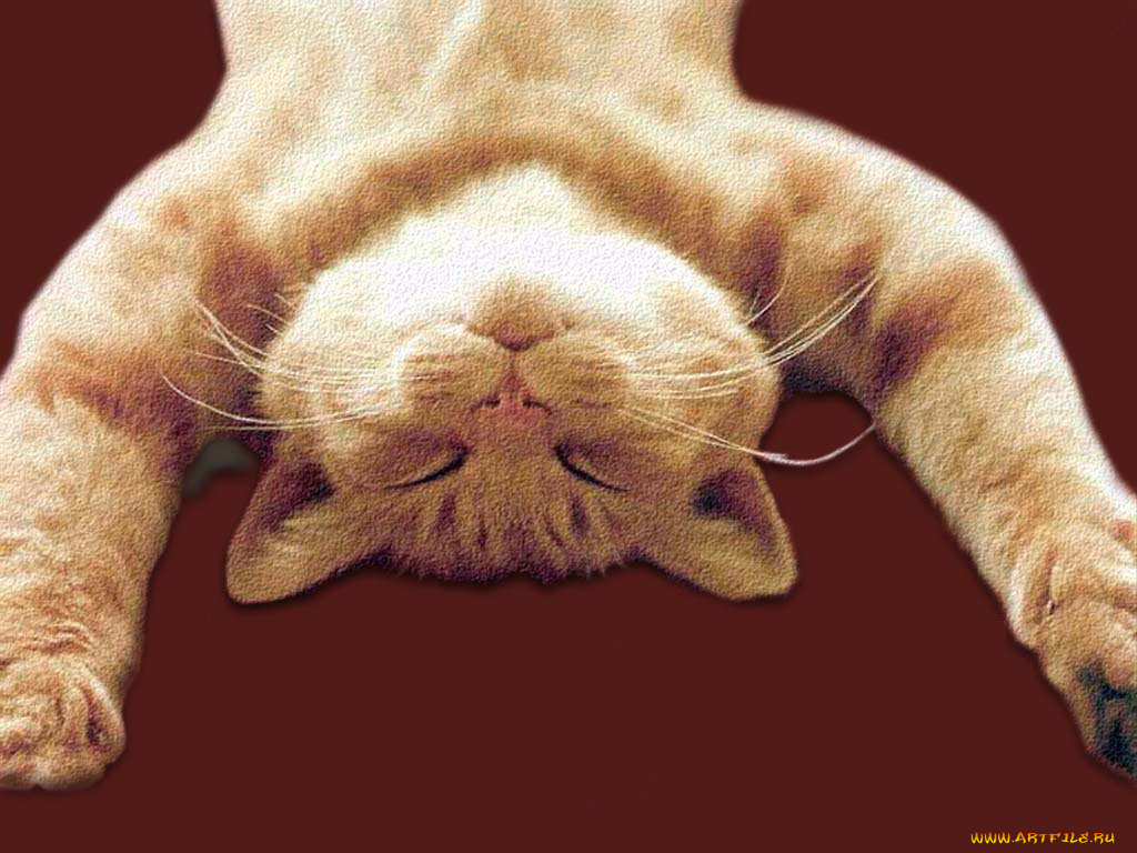 животные, коты