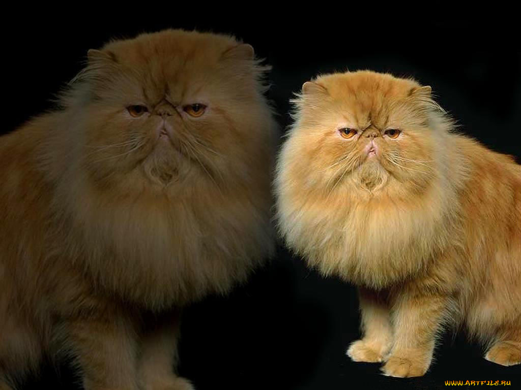 животные, коты