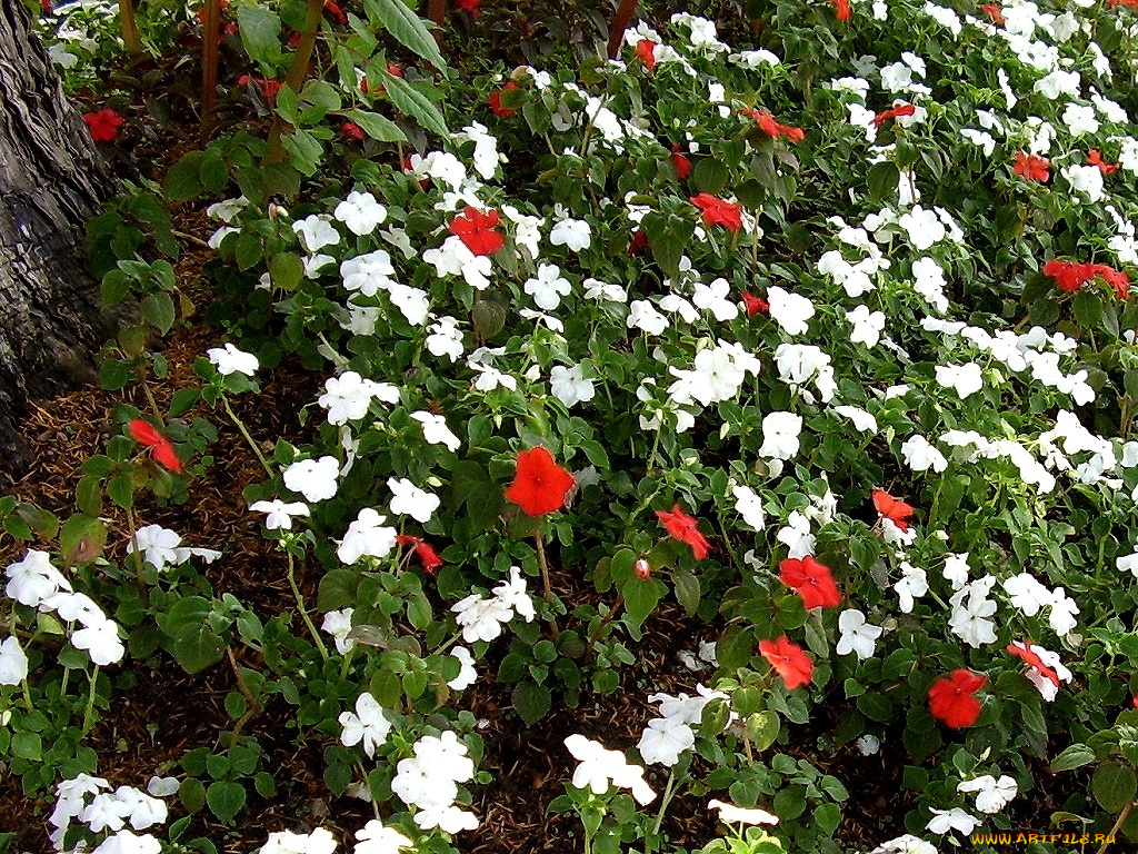 deutschland, цветы, бальзамины