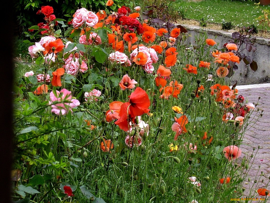 deutschland, цветы, разные, вместе