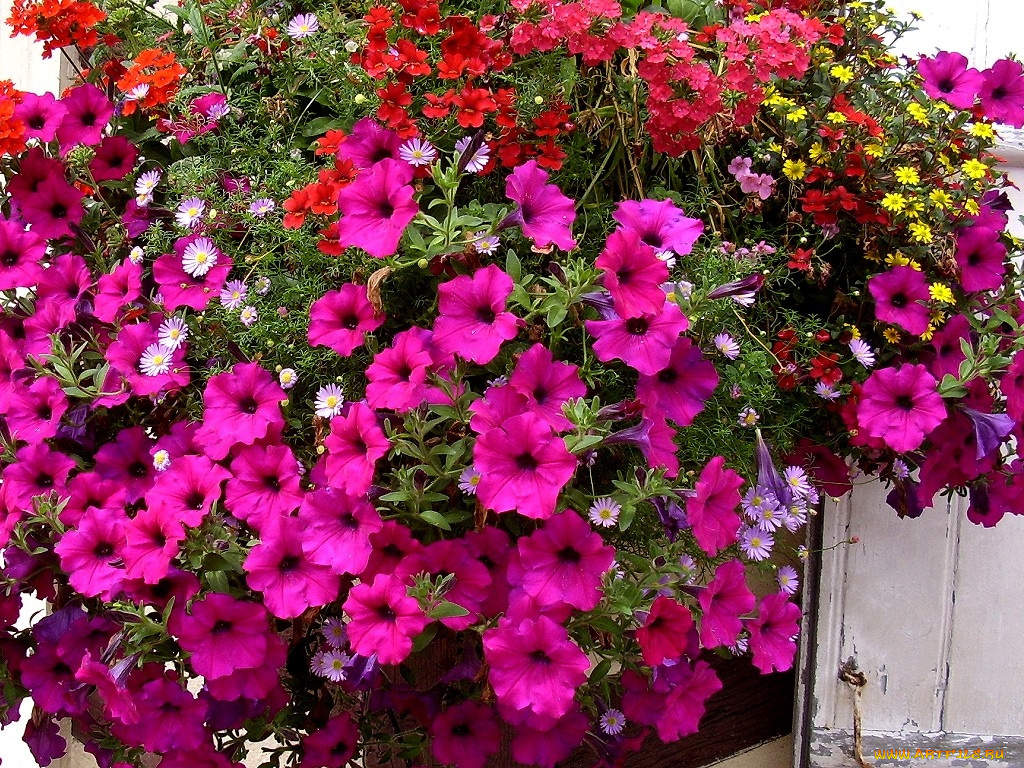 deutschland, цветы, разные, вместе