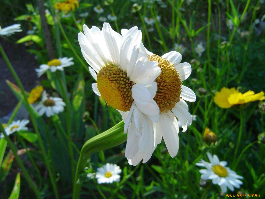 цветы, ромашки