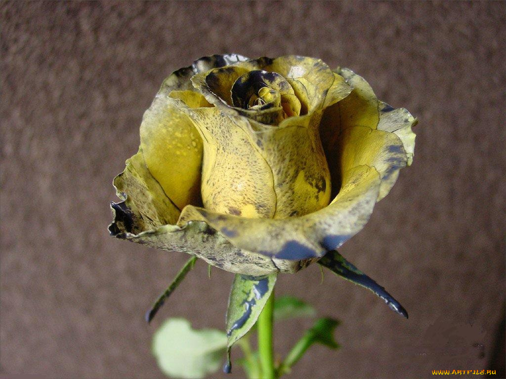 цветы, розы