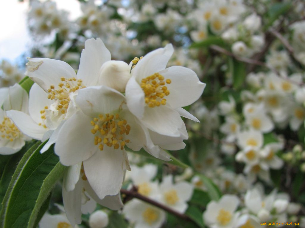 цветы, жасмин