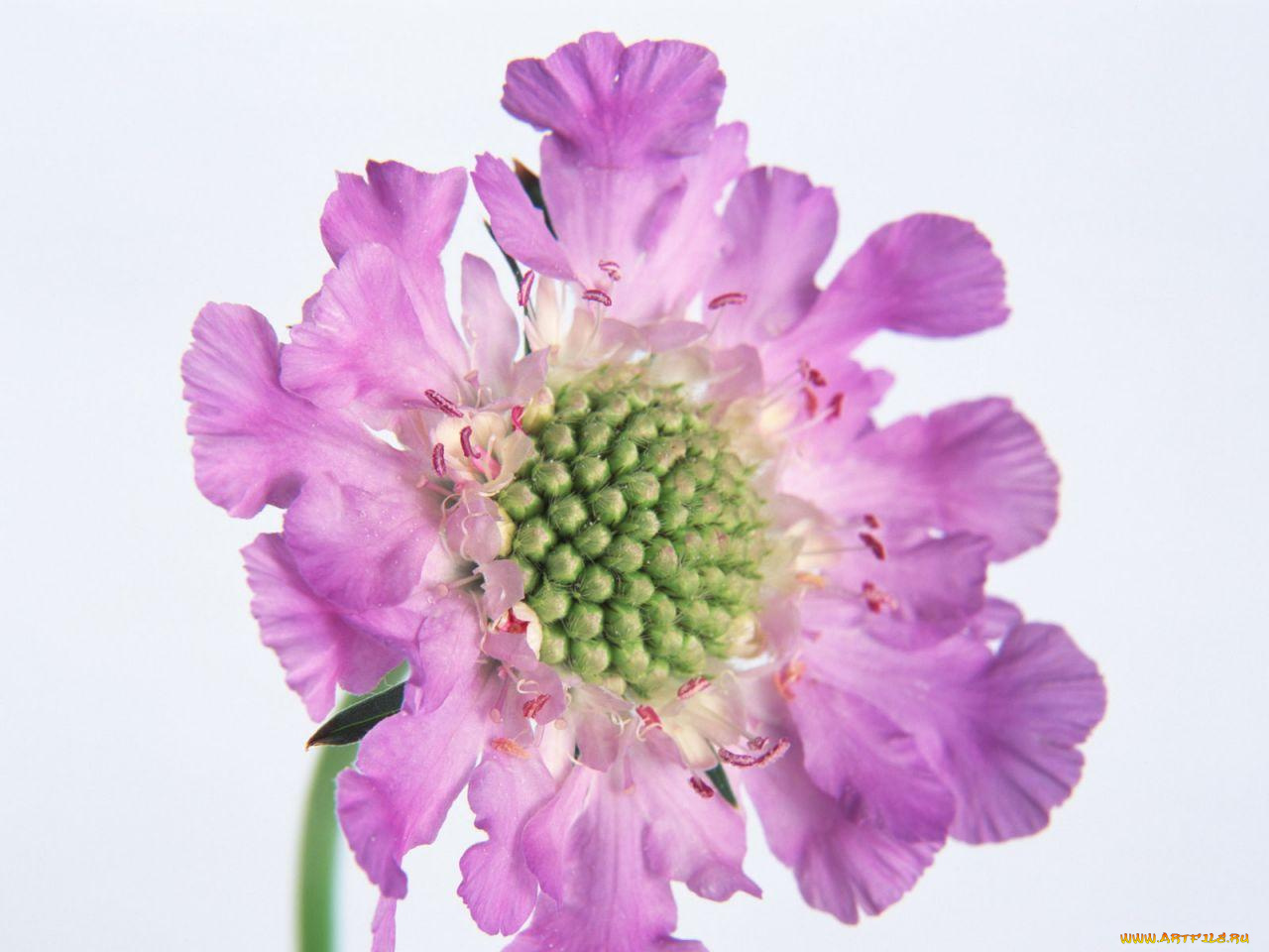 цветы, скабиоза