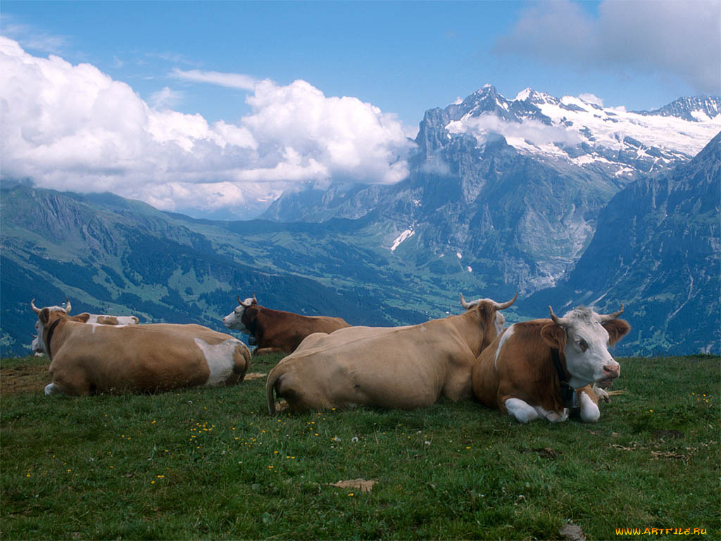 животные, коровы, буйволы
