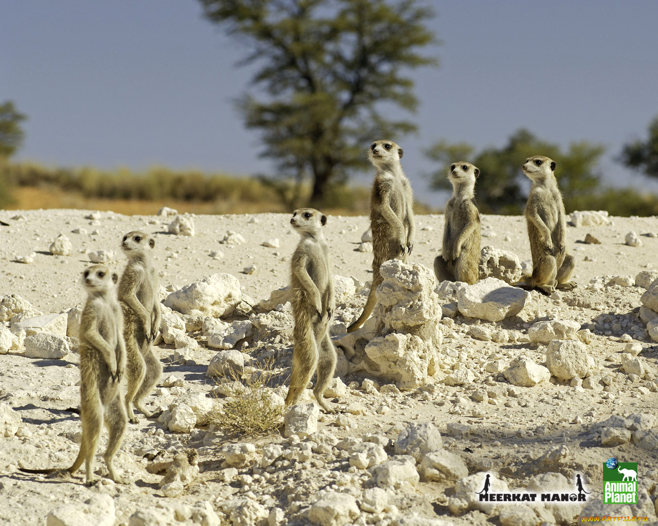 животные, сурикаты